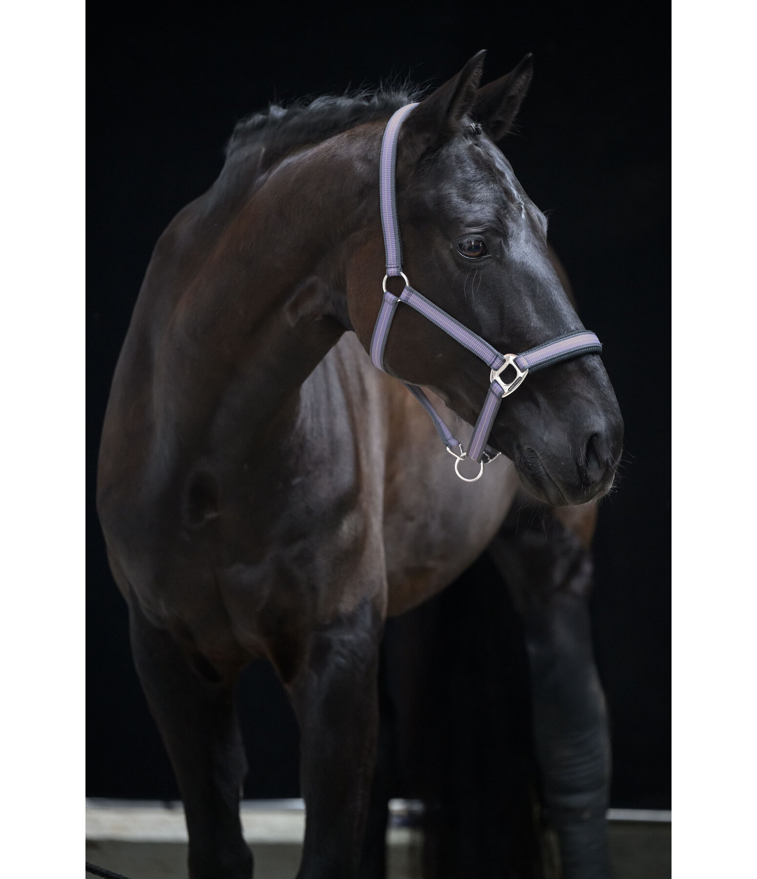 Headcollar Swiss Design II