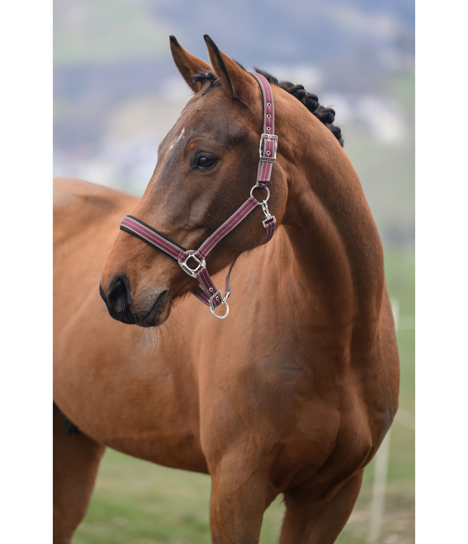 Headcollar Swiss Design II