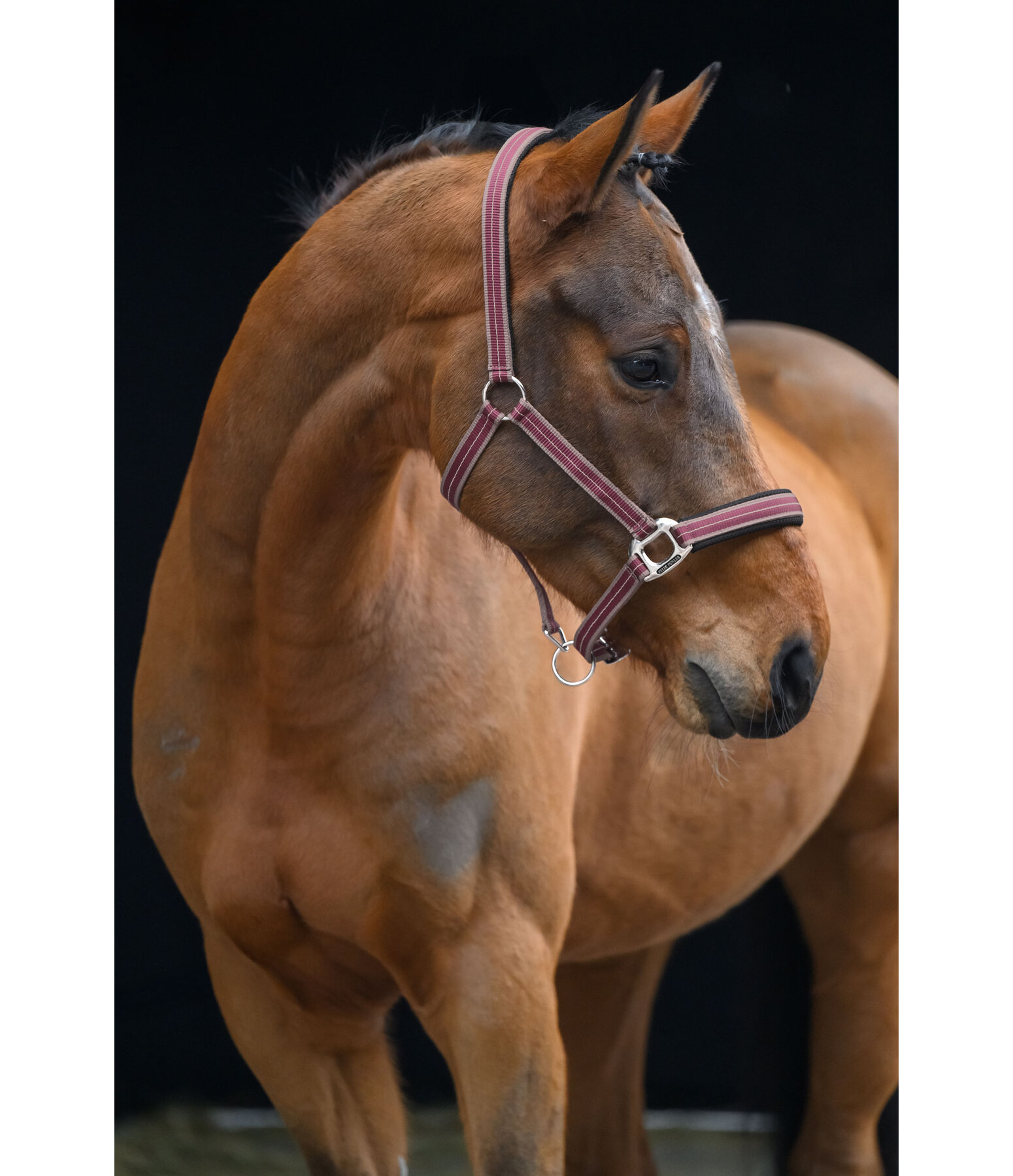 Headcollar Swiss Design II