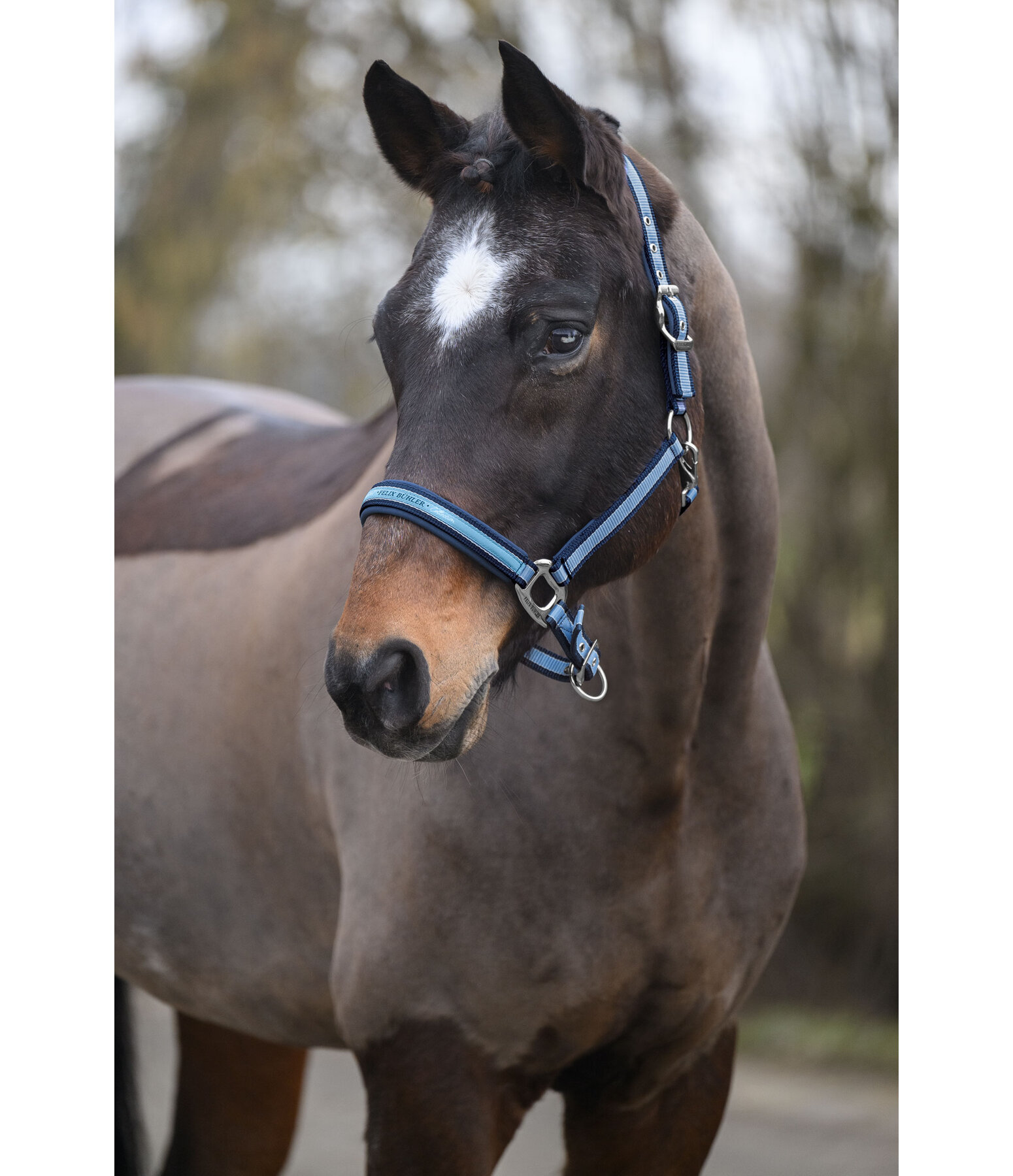 Headcollar Essential II