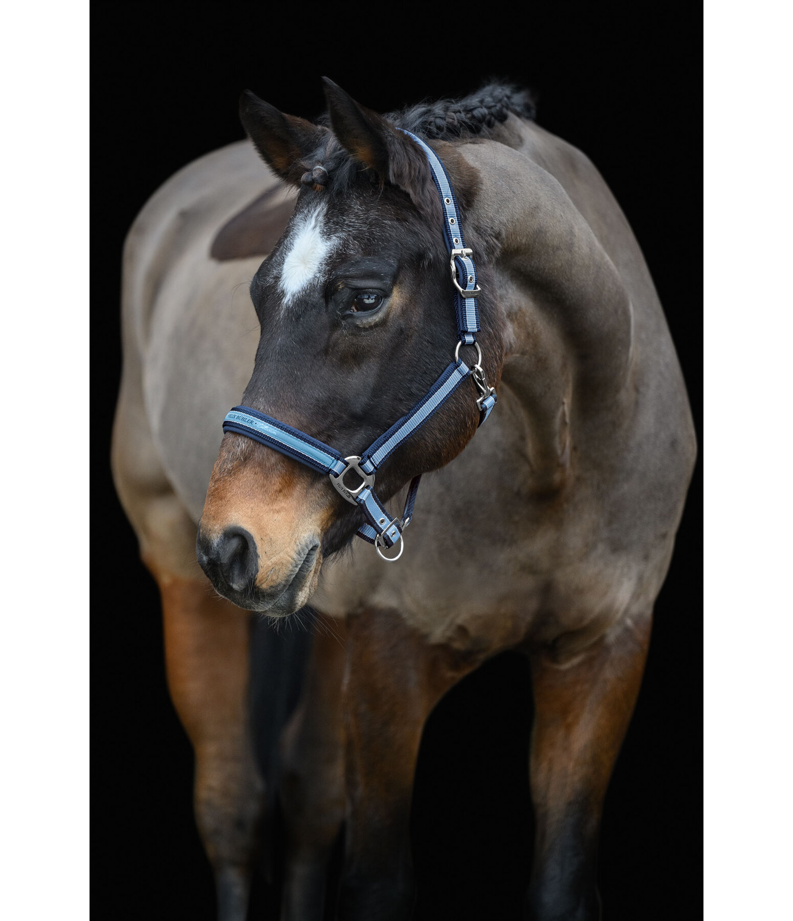Headcollar Essential II