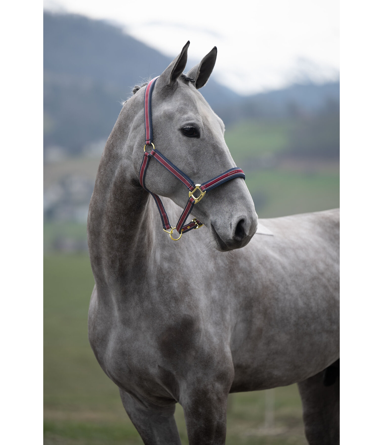 Headcollar Essential II