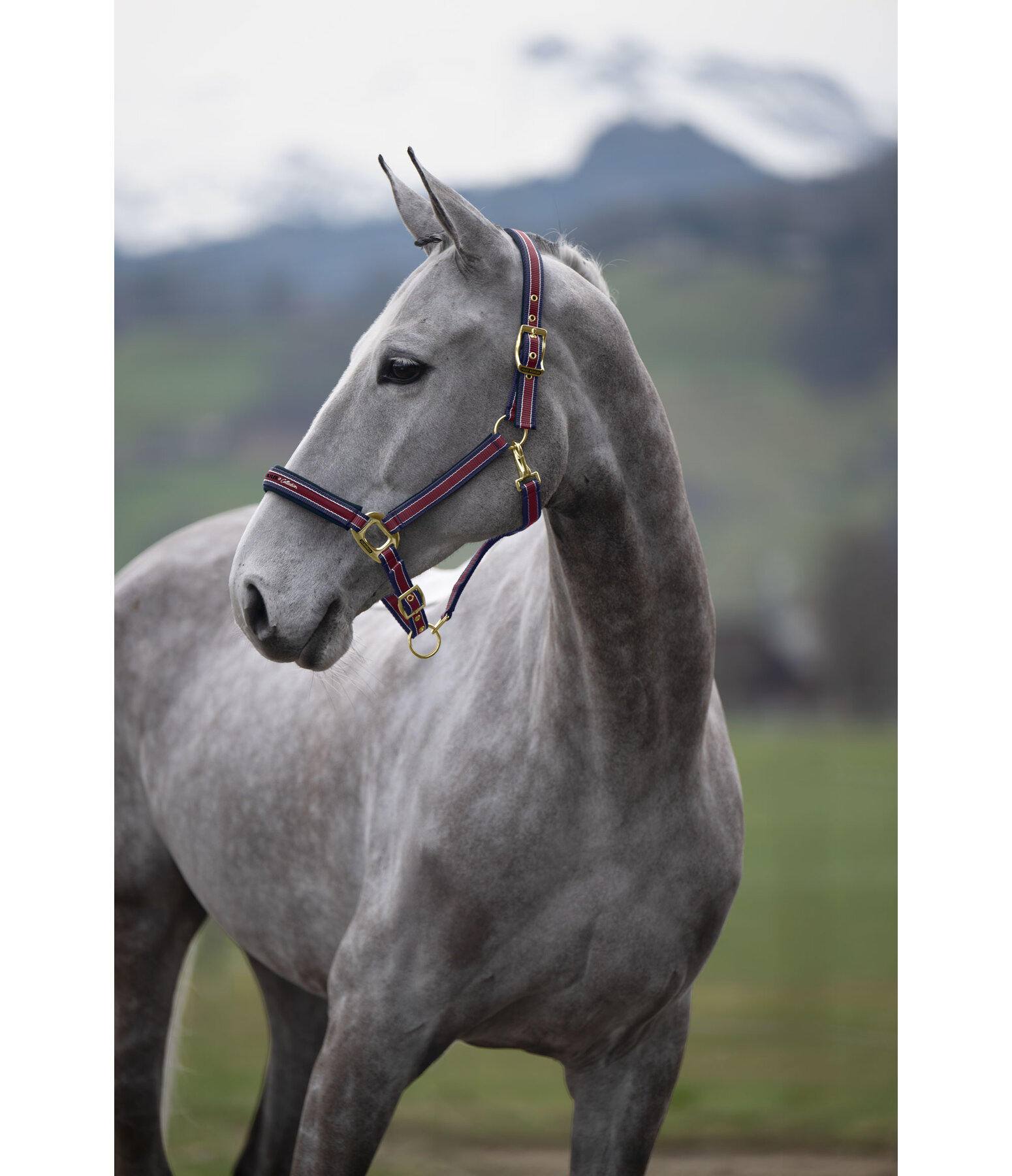 Headcollar Essential II