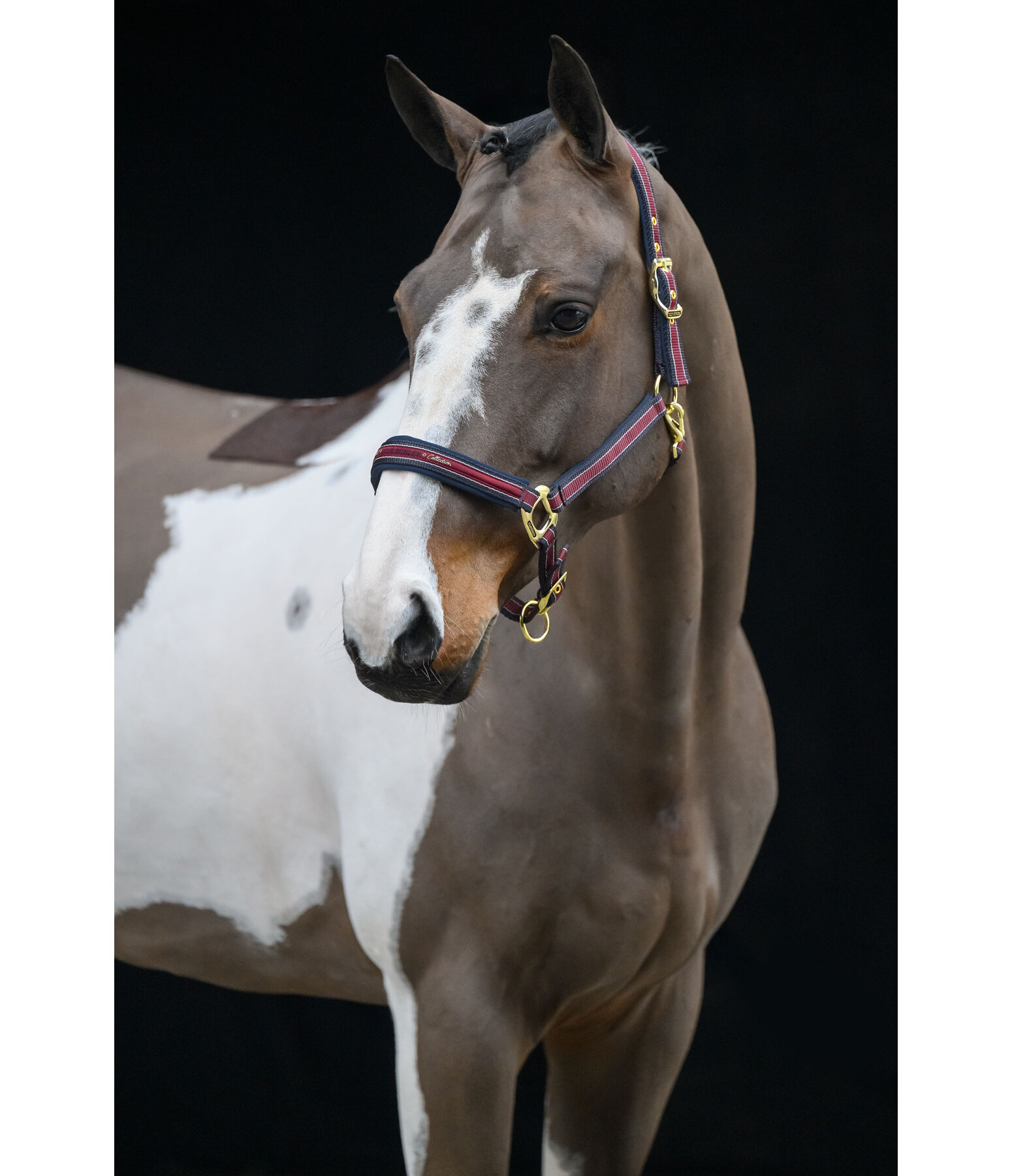 Headcollar Essential II