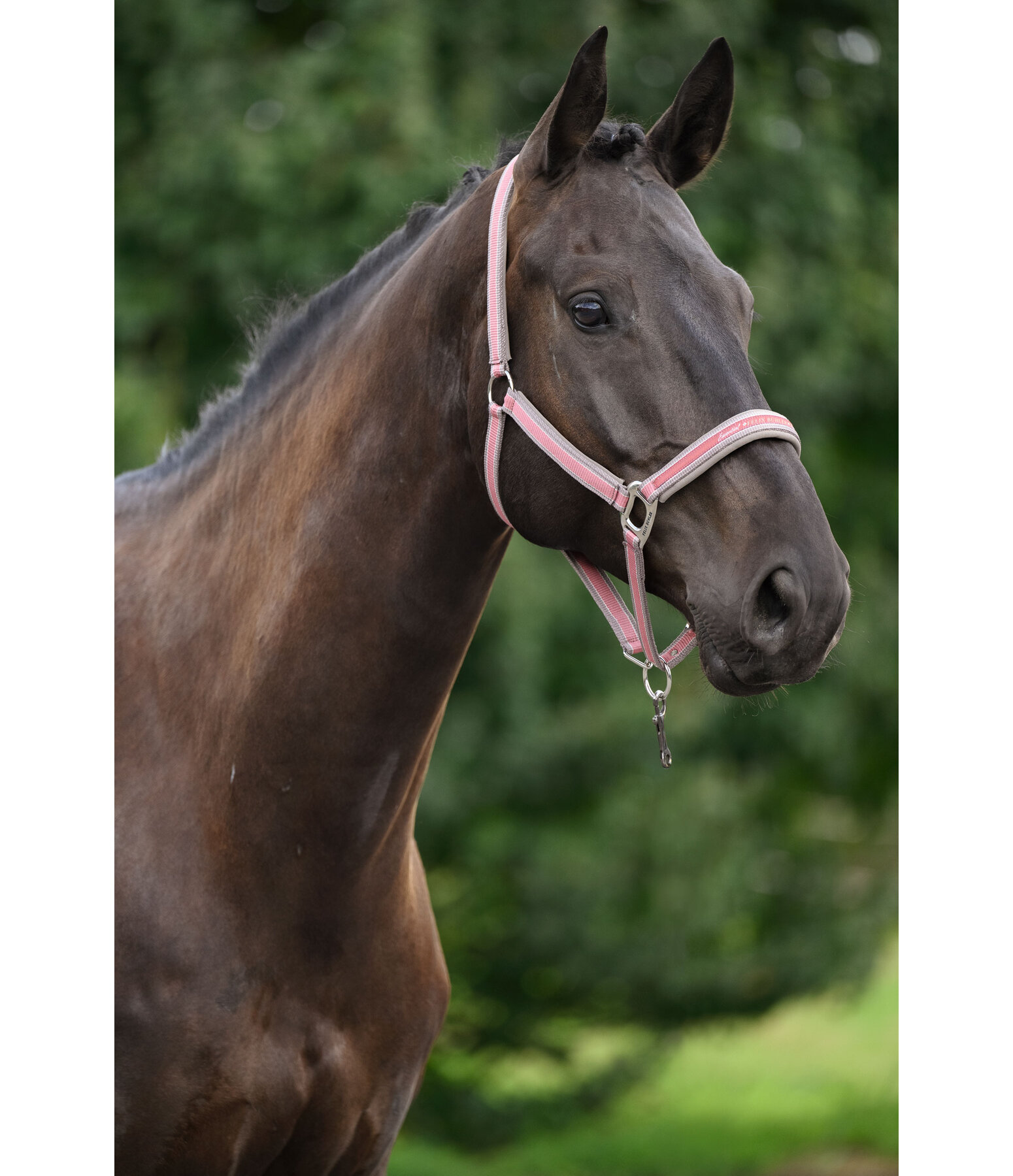 Headcollar Essential II