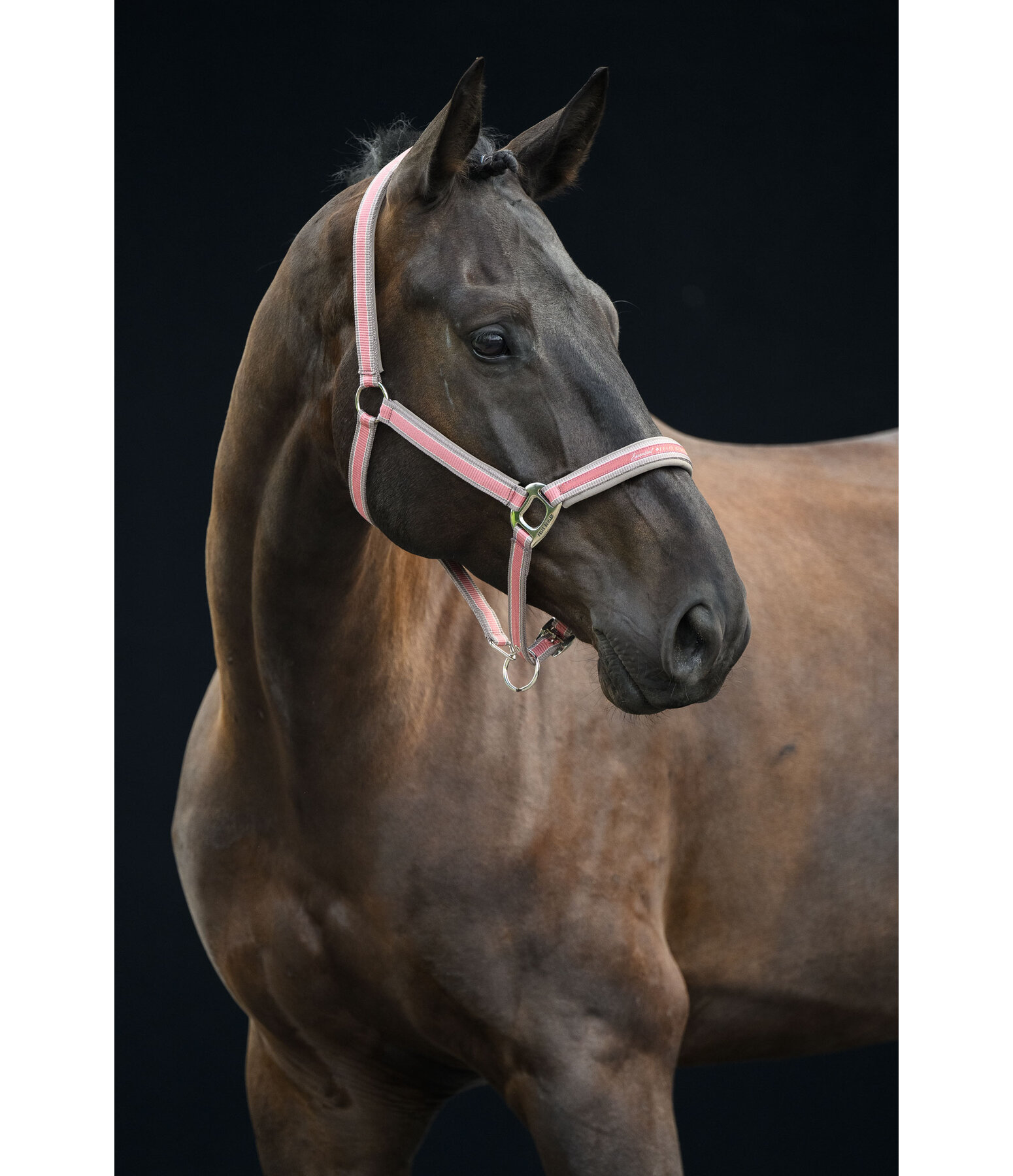 Headcollar Essential II