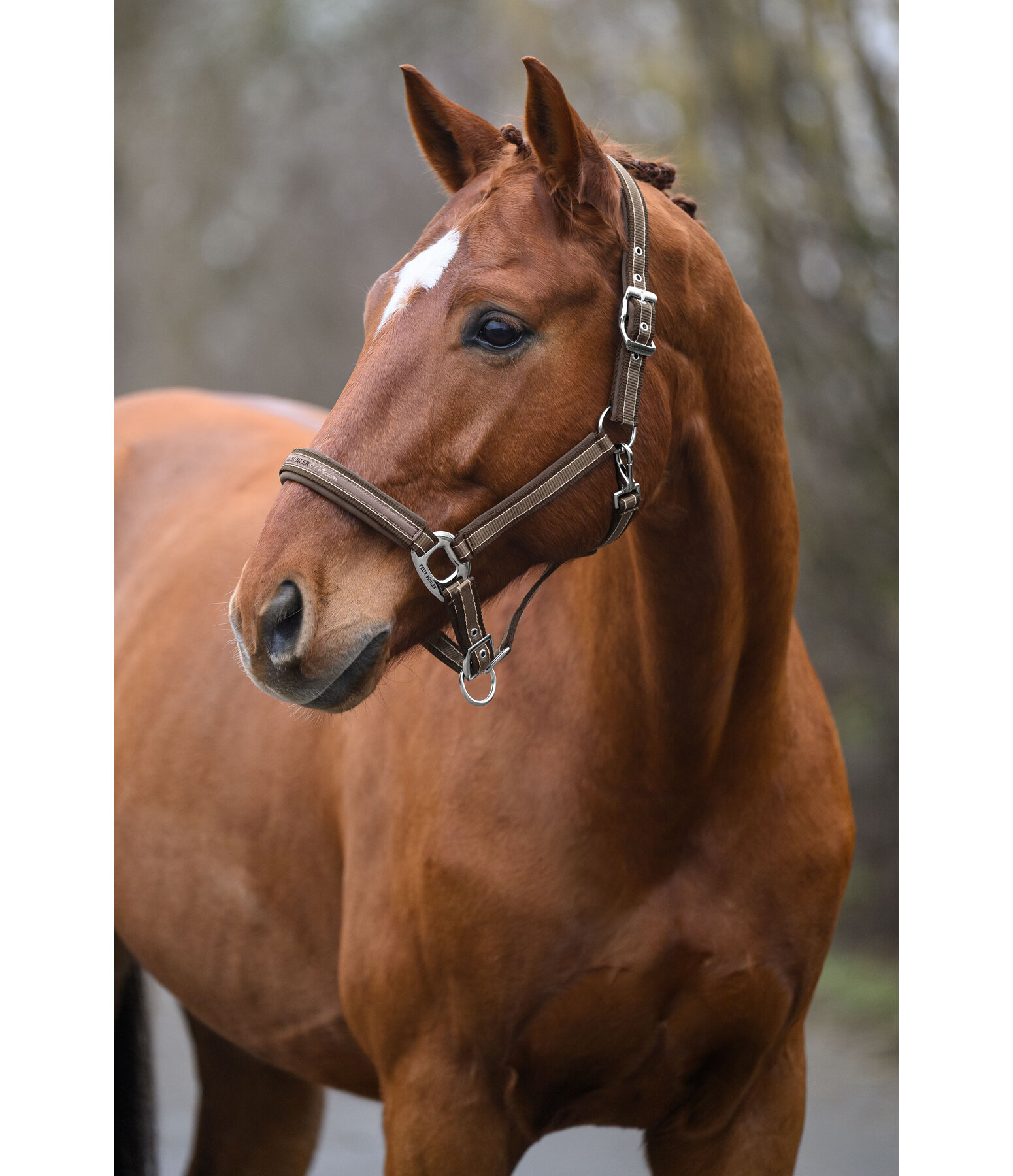 Headcollar Essential II