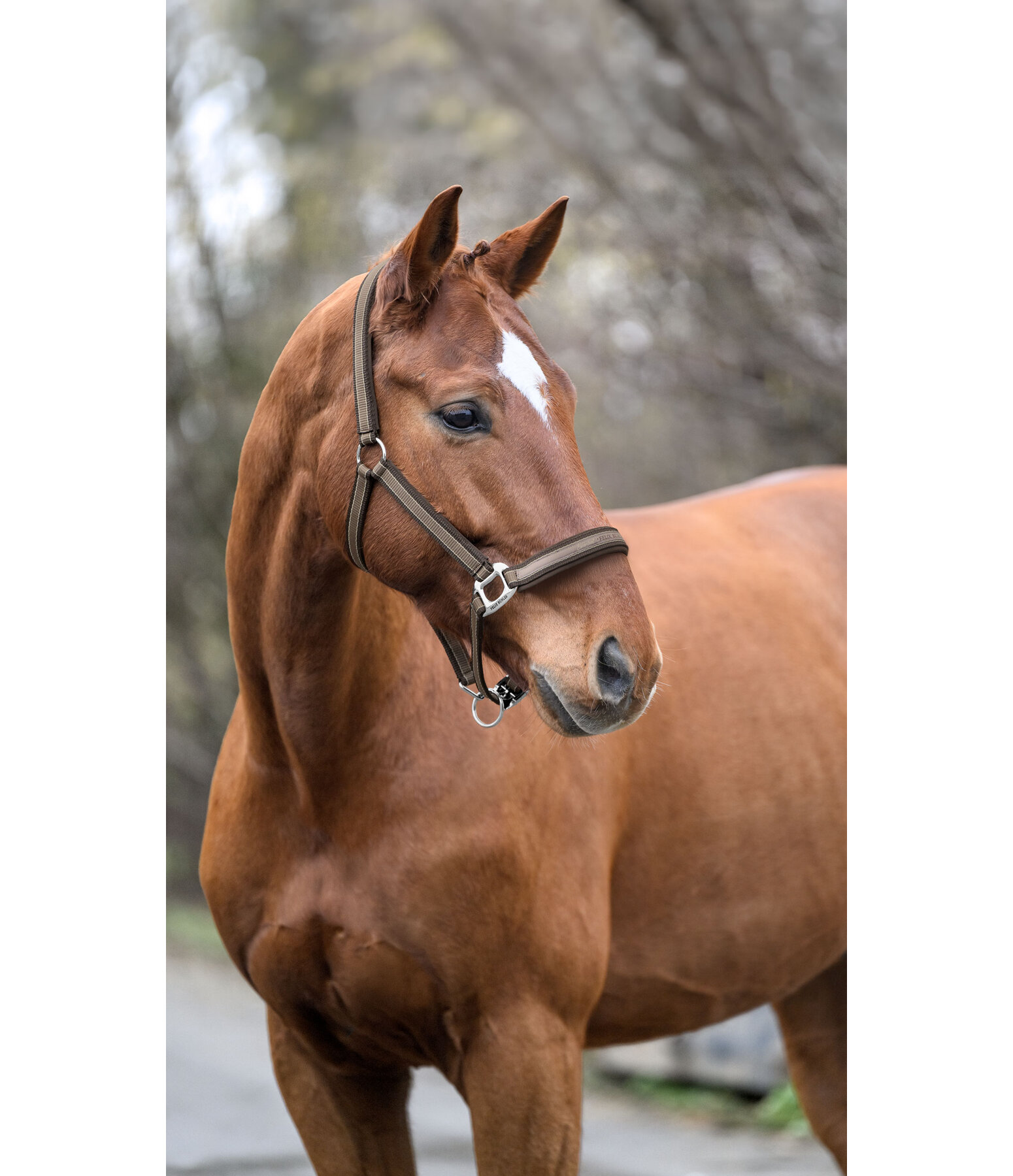 Headcollar Essential II