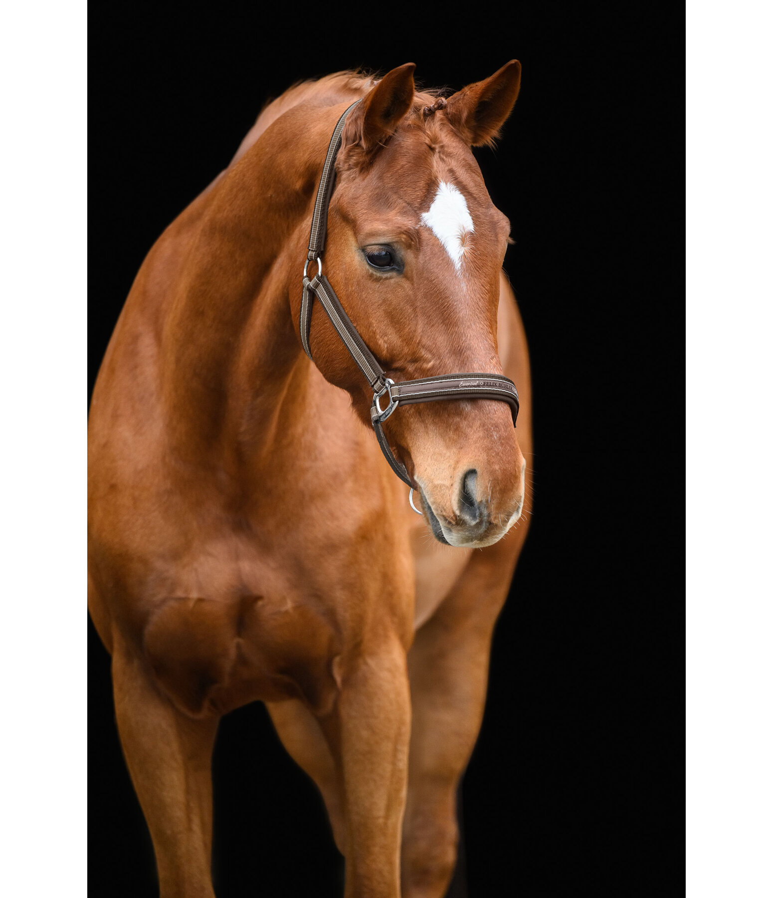 Headcollar Essential II