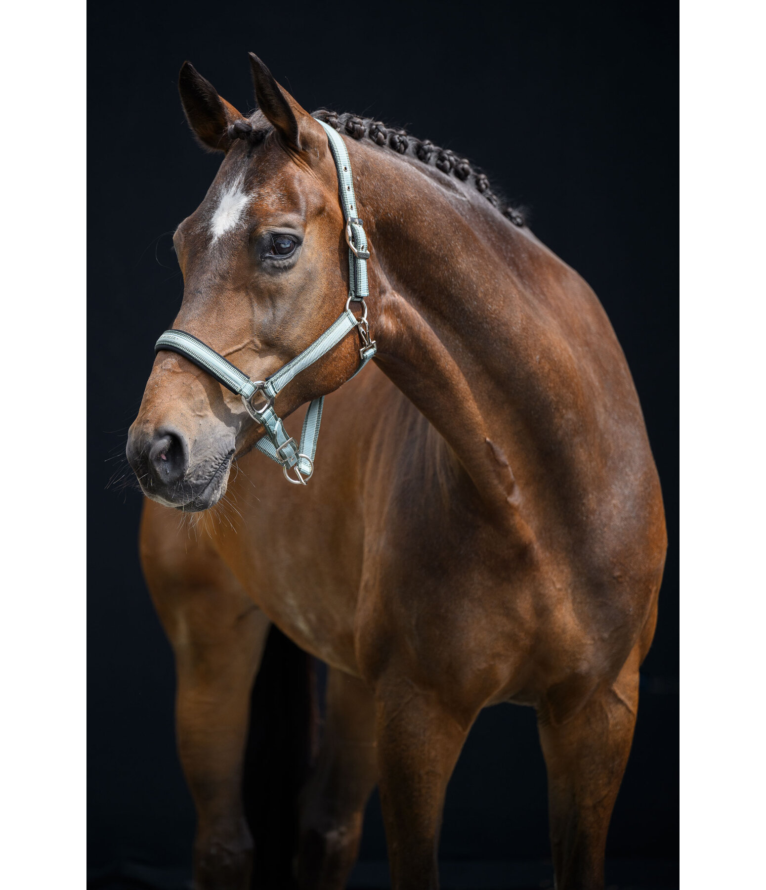 Headcollar Essential II