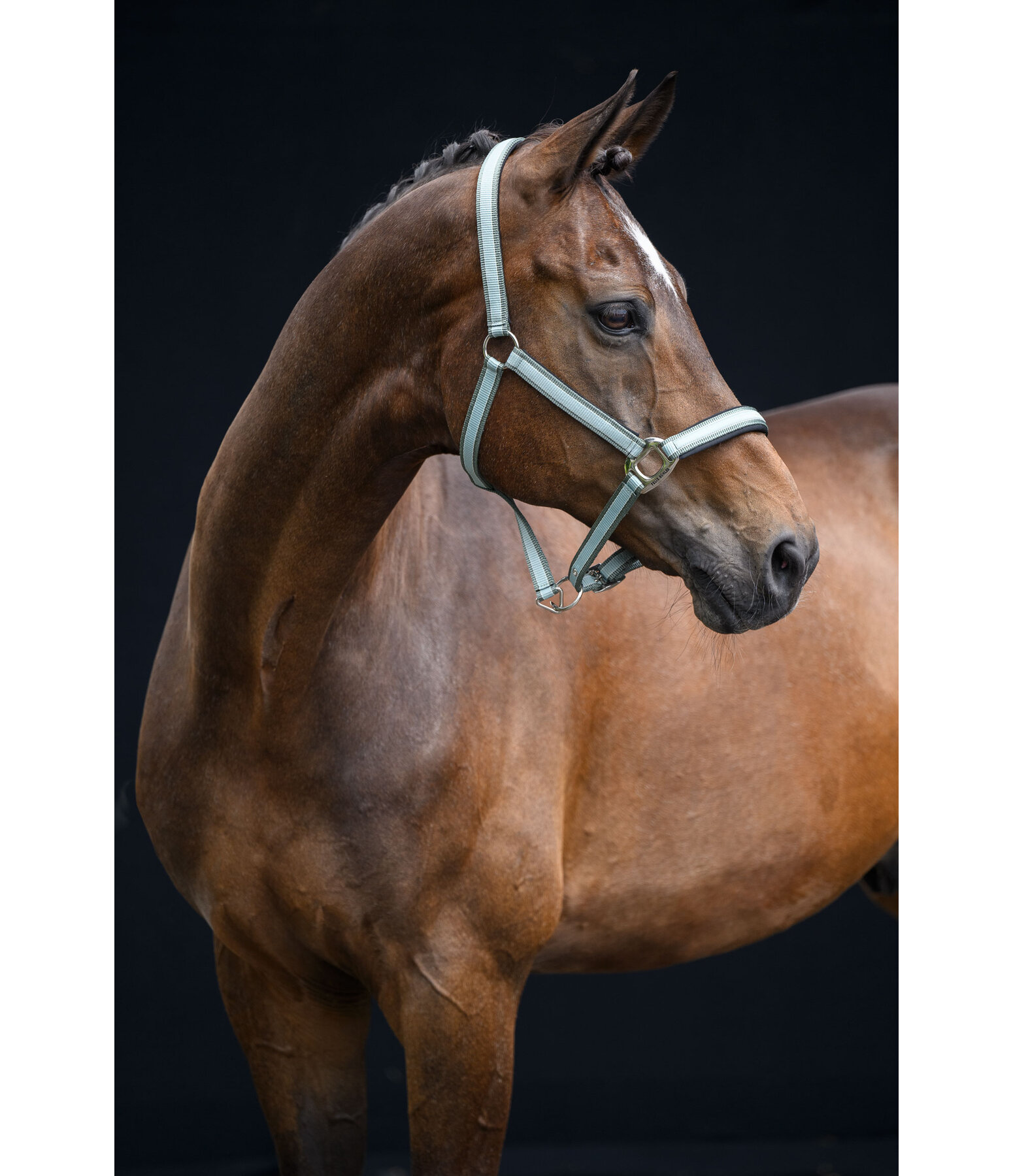 Headcollar Essential II