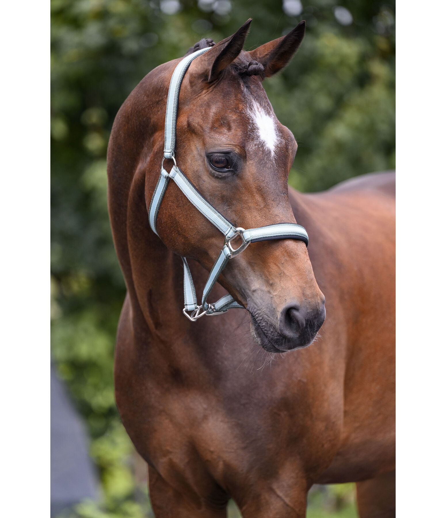 Headcollar Essential II