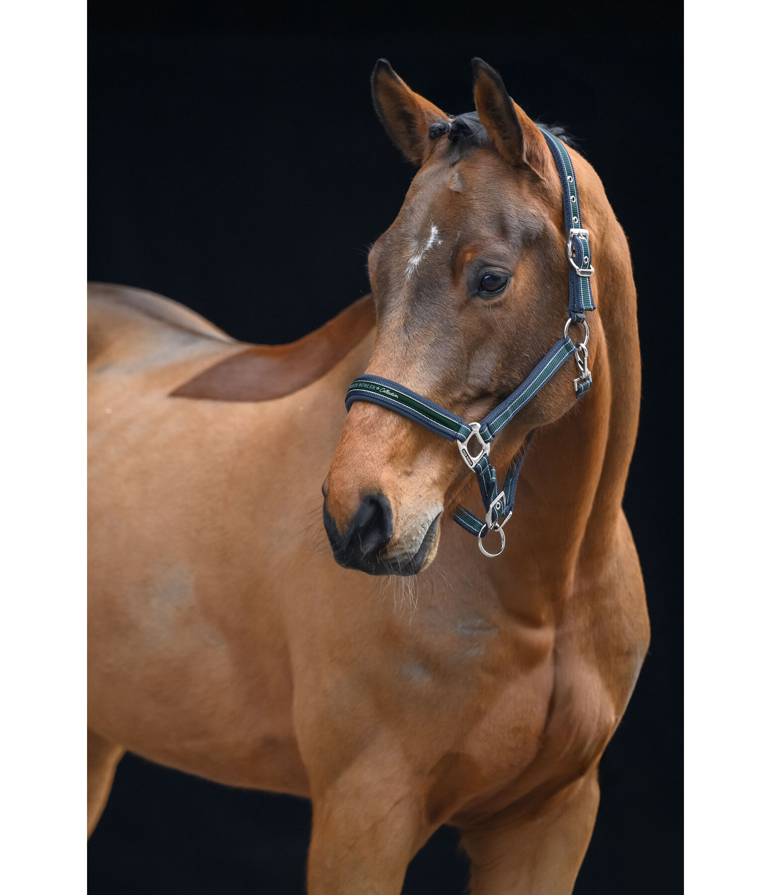 Headcollar Essential II