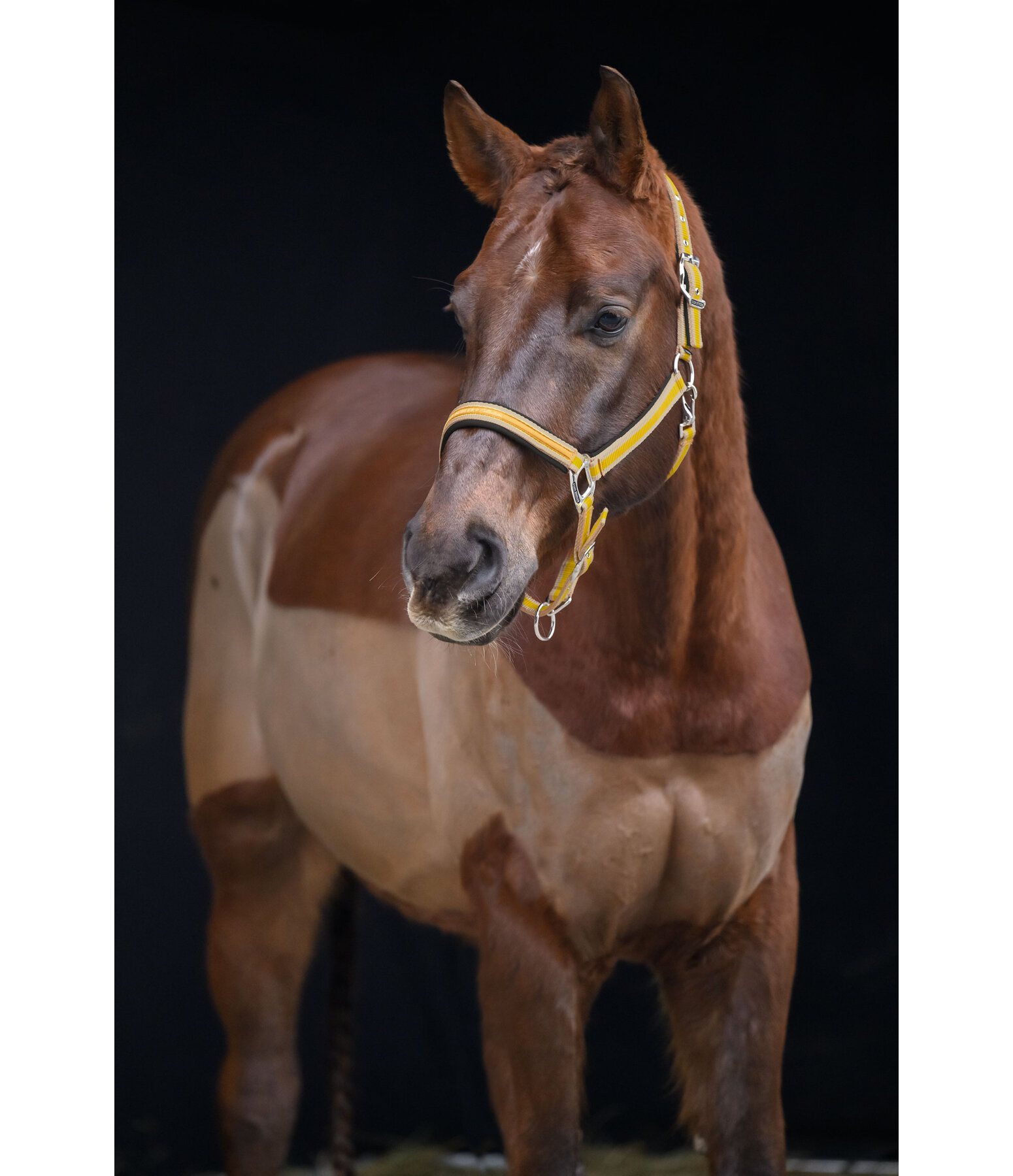 Headcollar Essential II