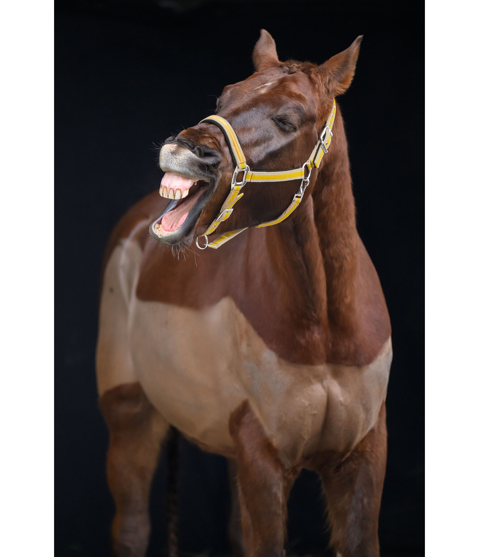 Headcollar Essential II