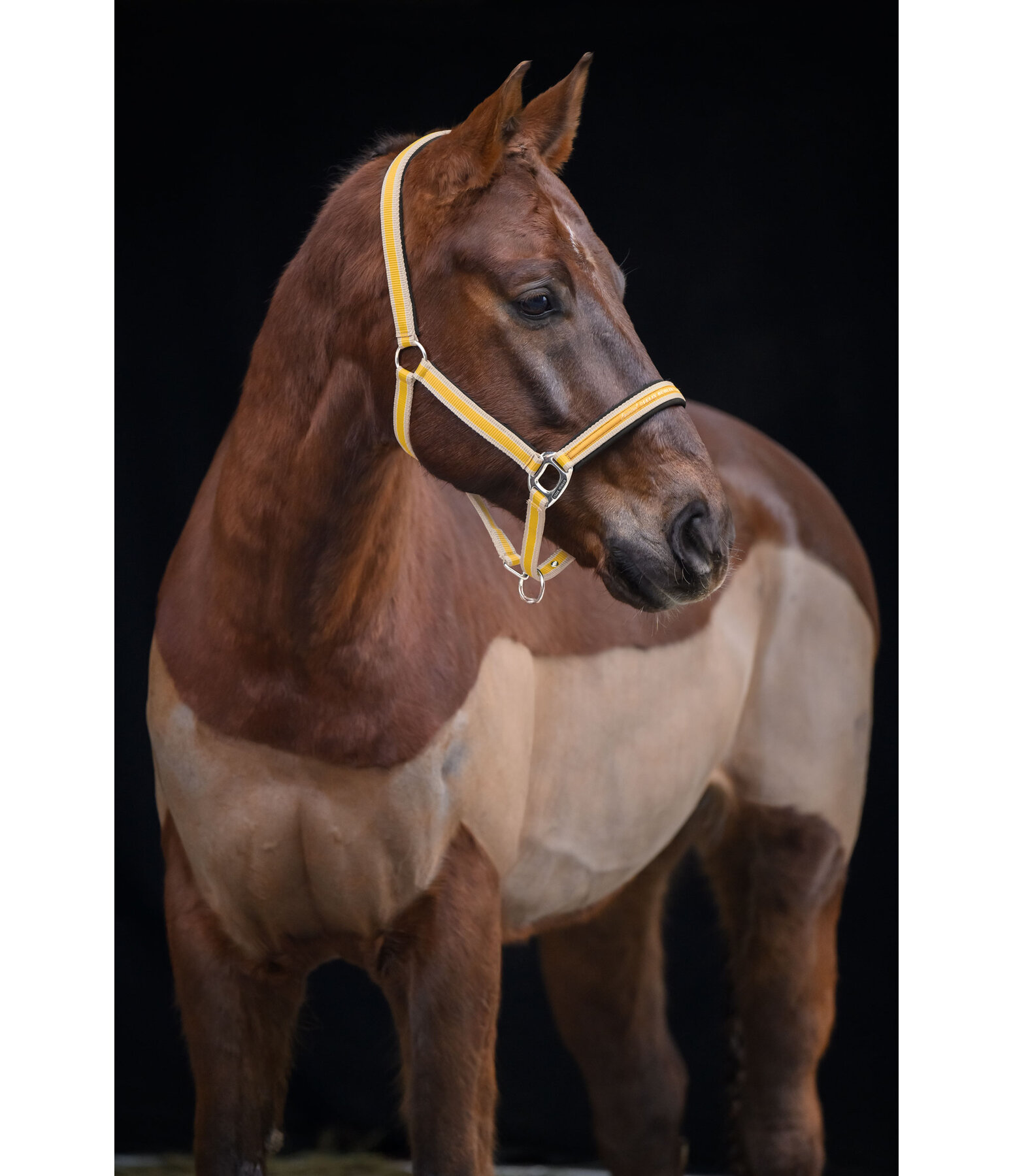 Headcollar Essential II