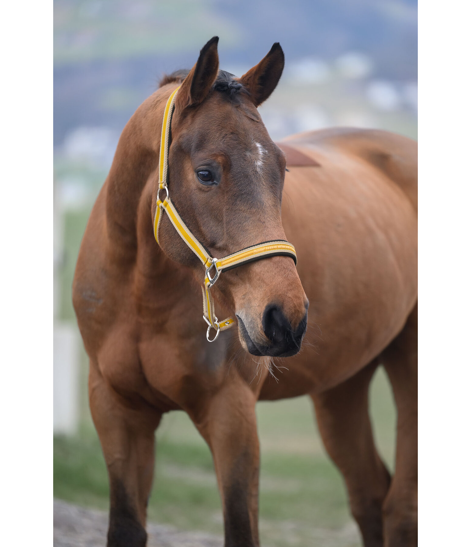 Headcollar Essential II