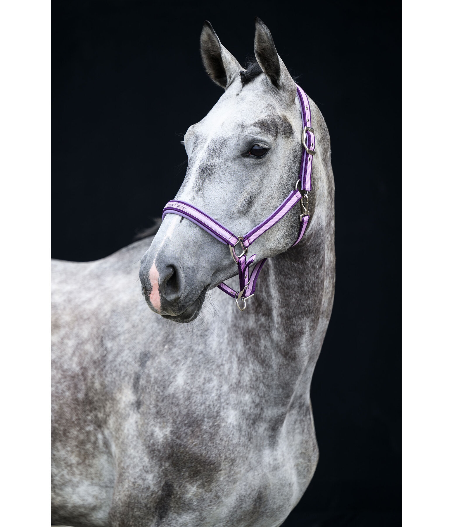 Headcollar Essential II