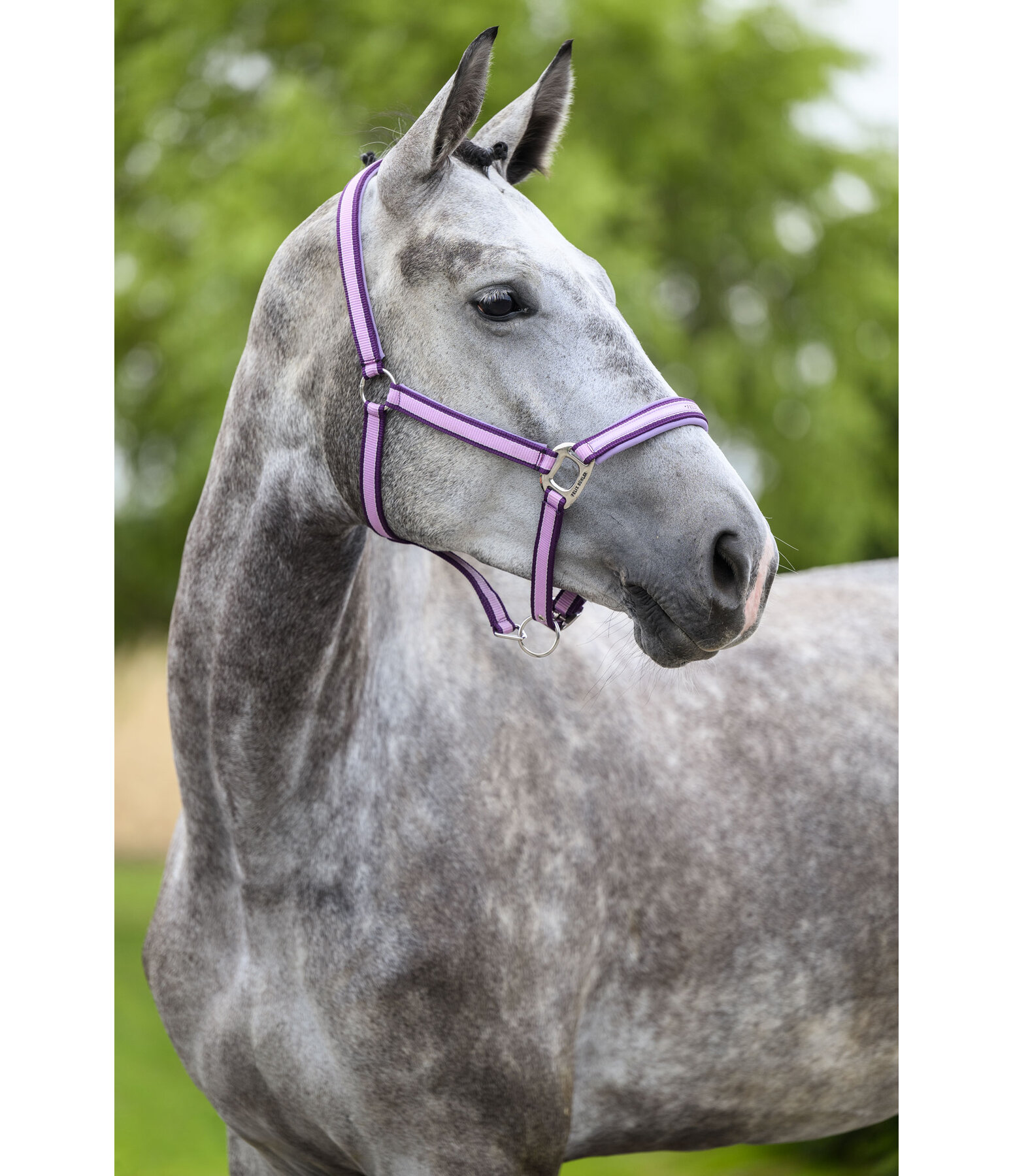 Headcollar Essential II