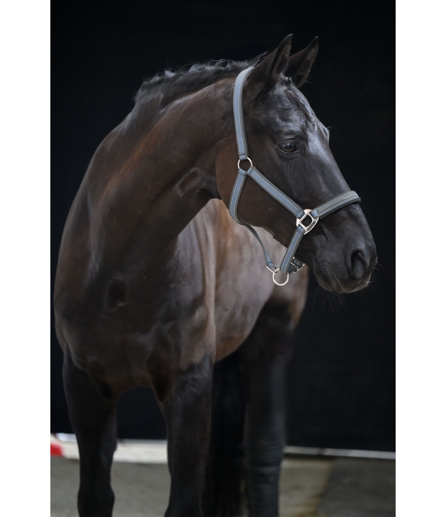 Headcollar Essential II