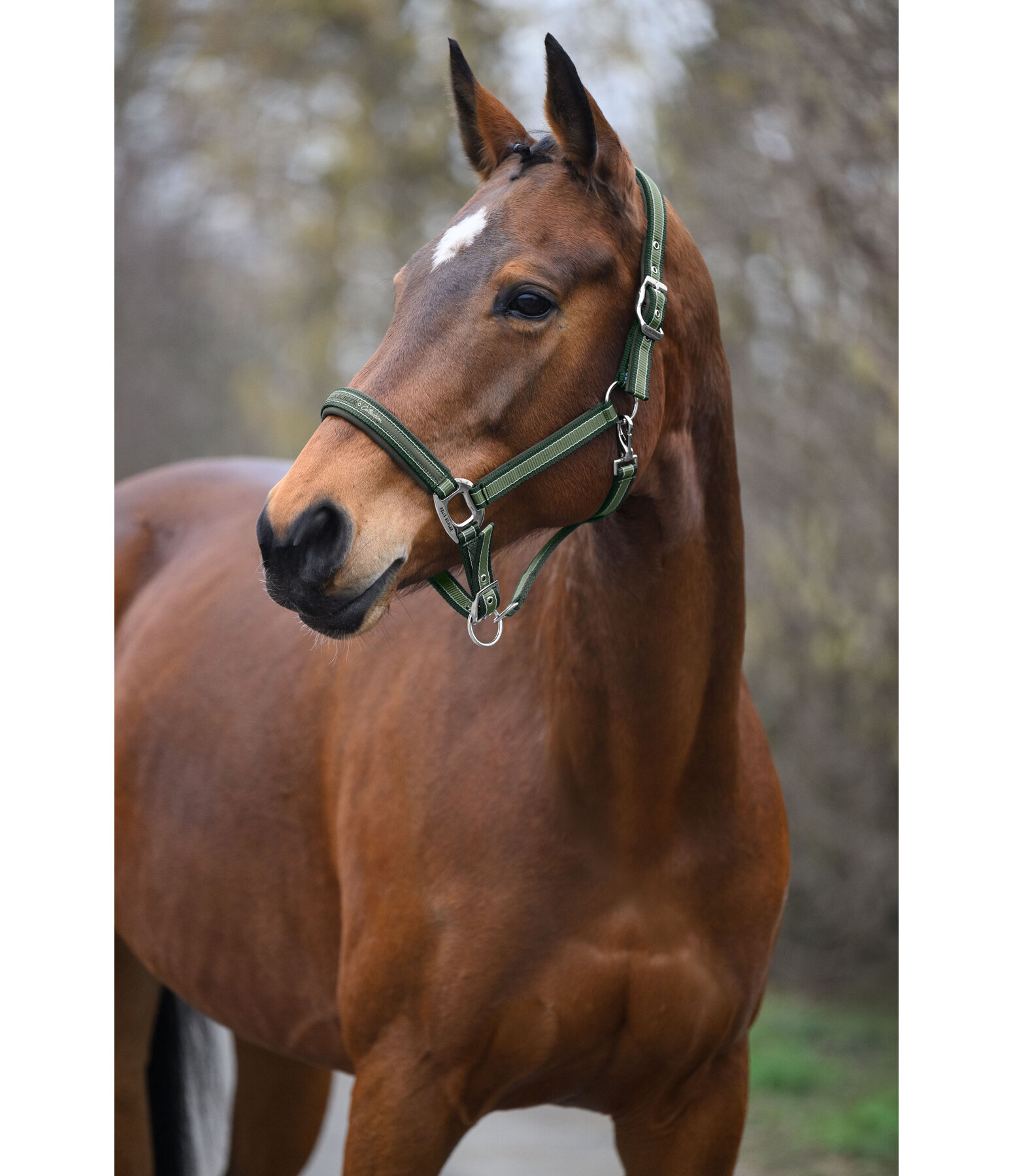 Headcollar Essential II
