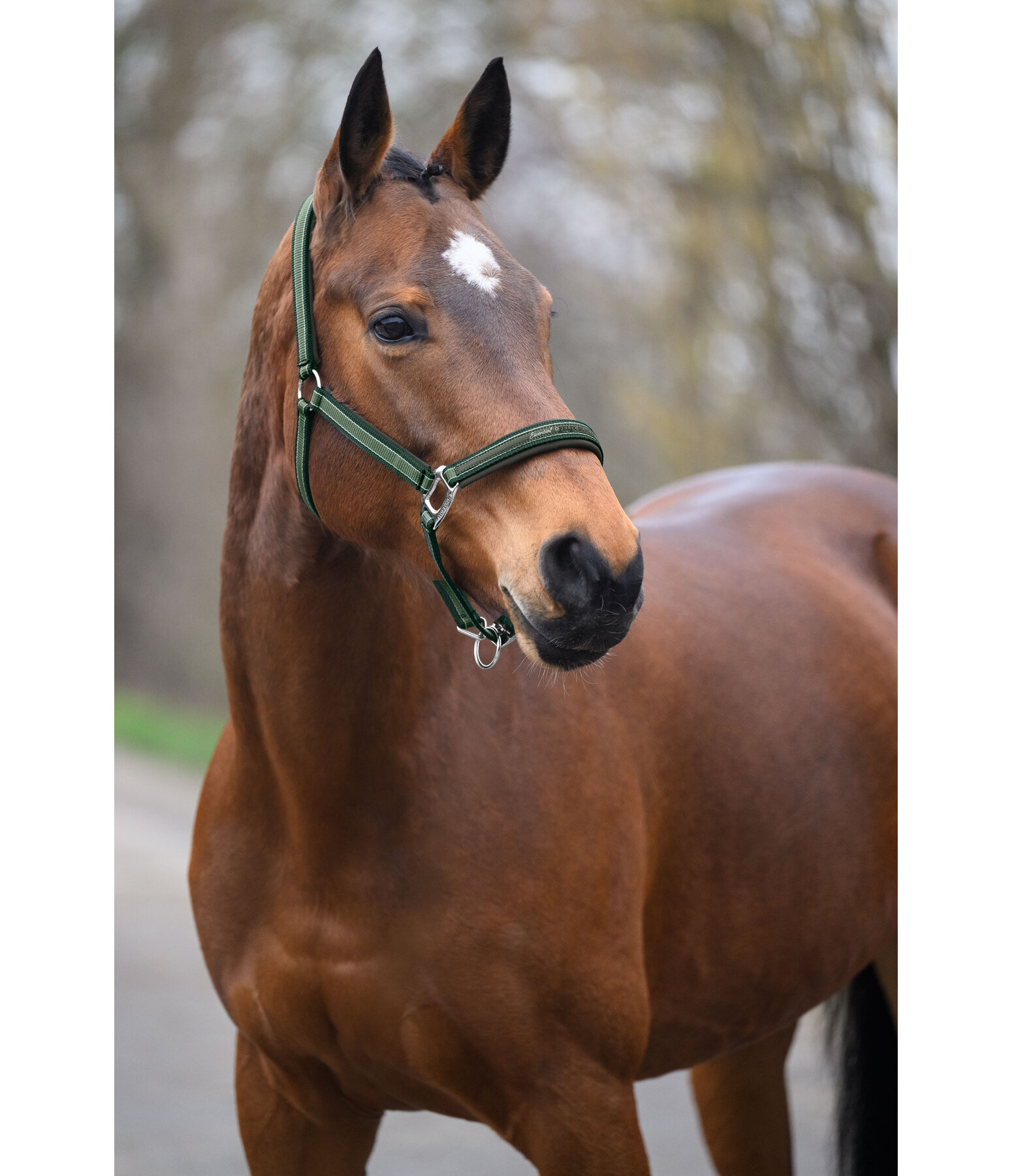 Headcollar Essential II