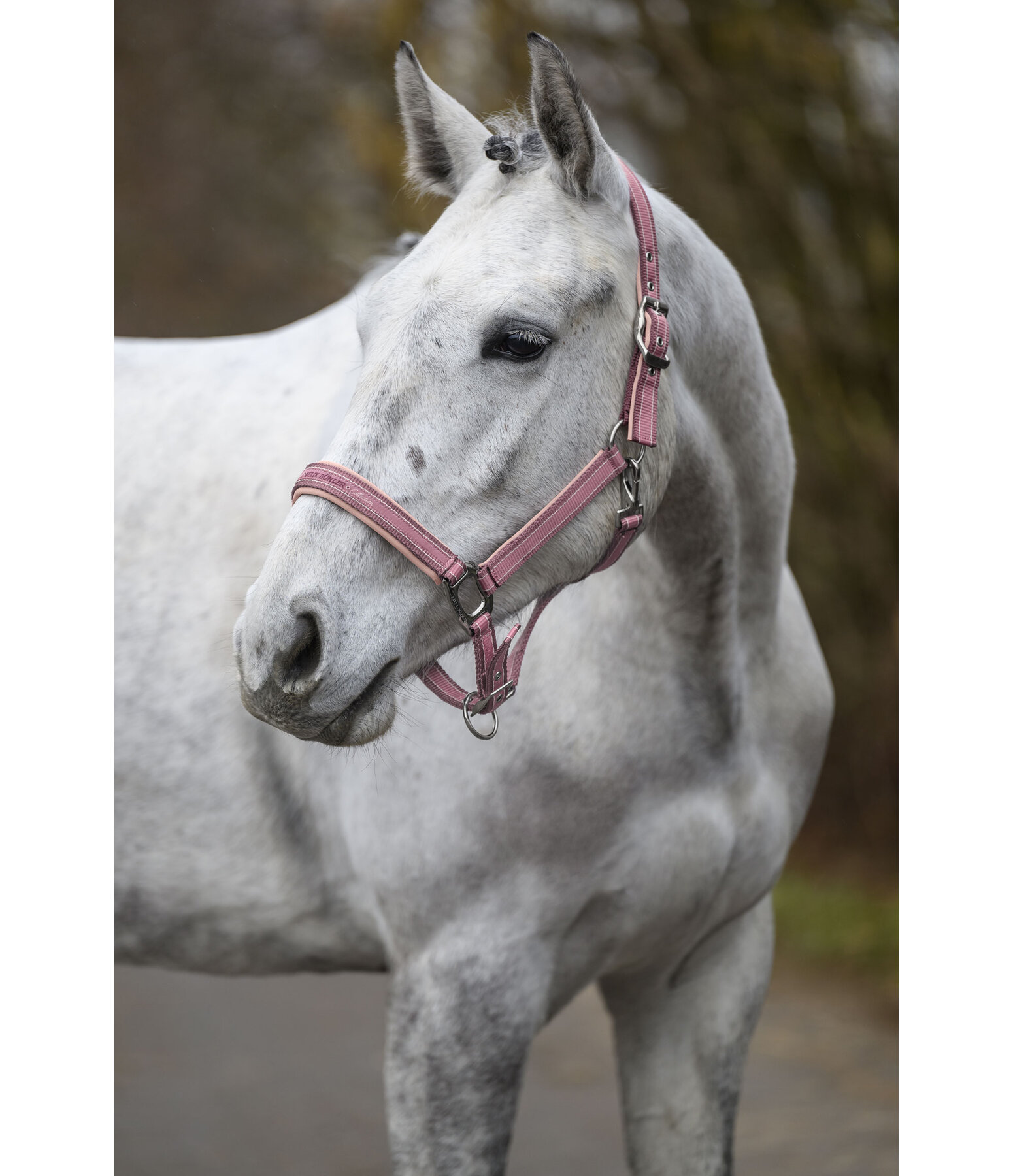 Headcollar Essential II