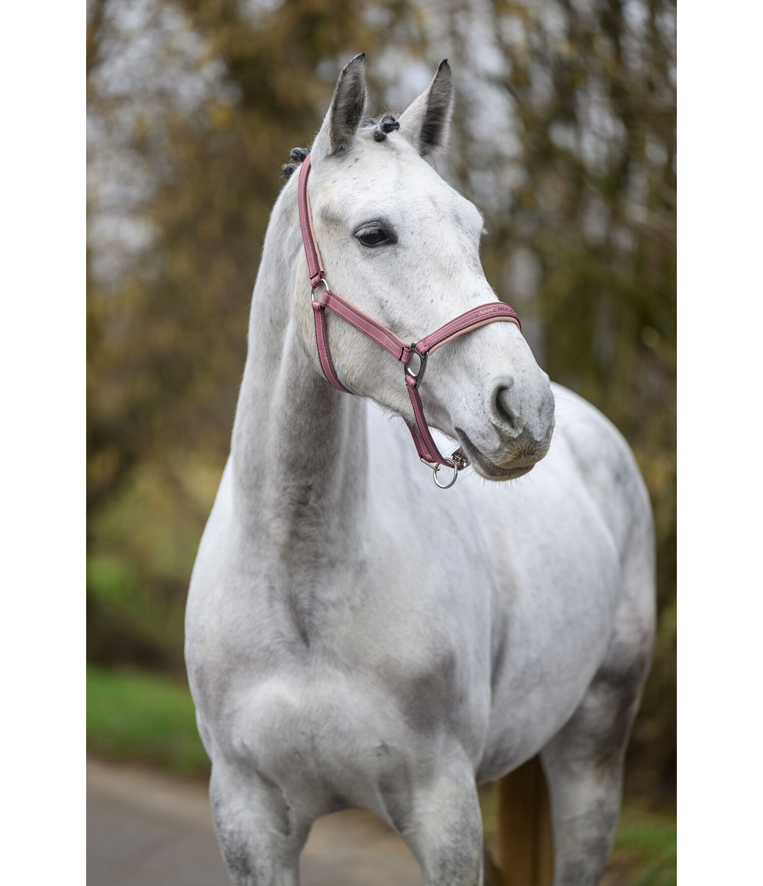 Headcollar Essential II