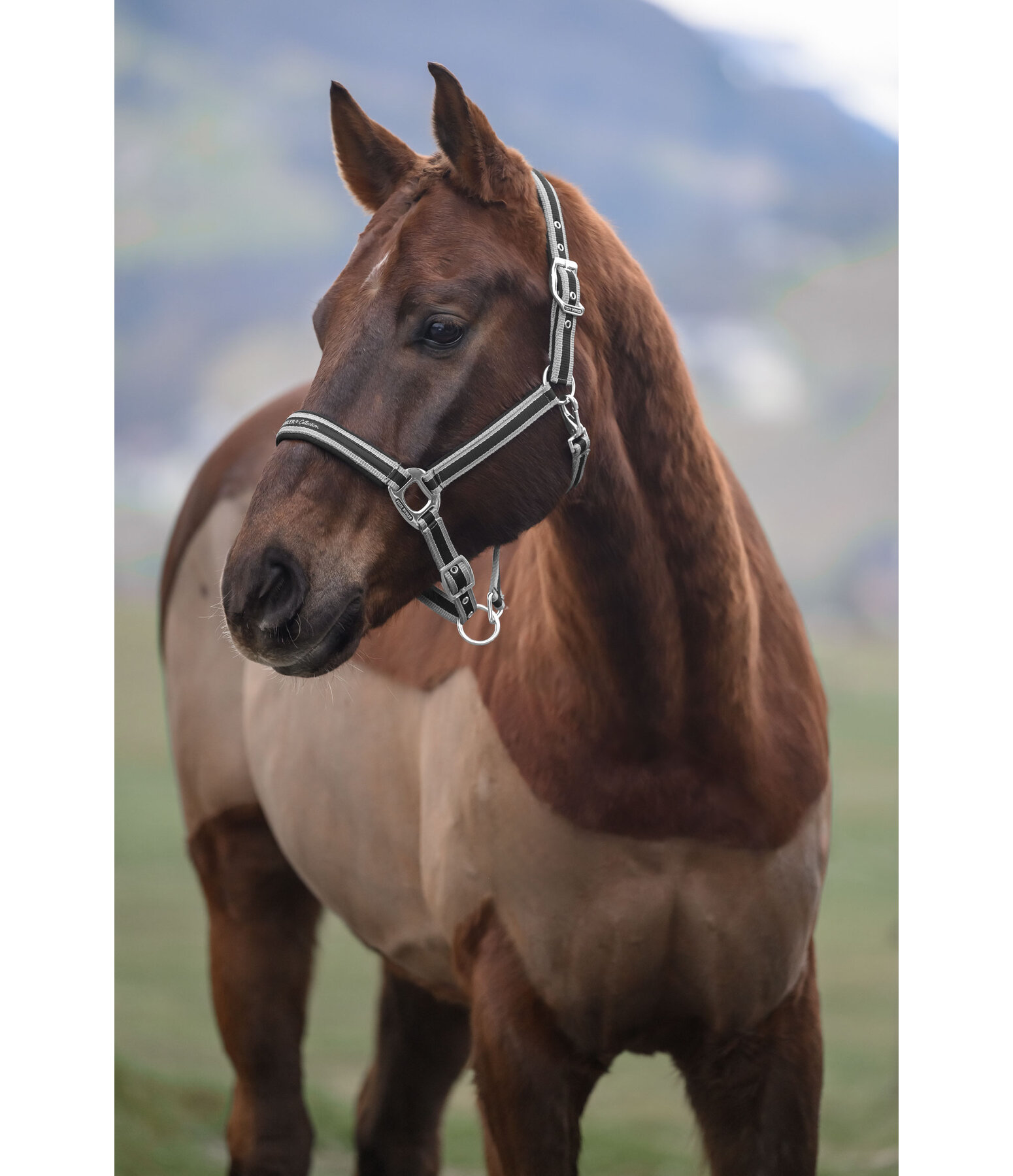 Headcollar Essential II