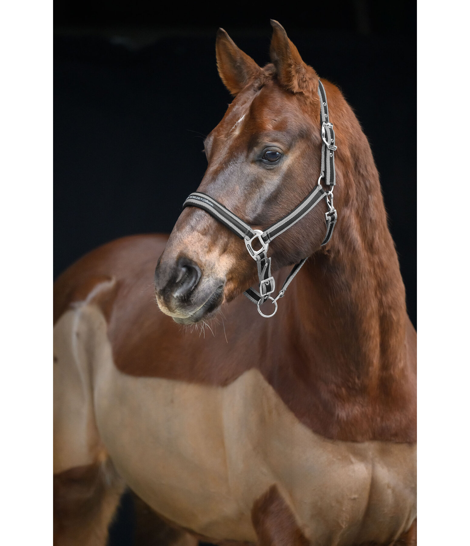 Headcollar Essential II
