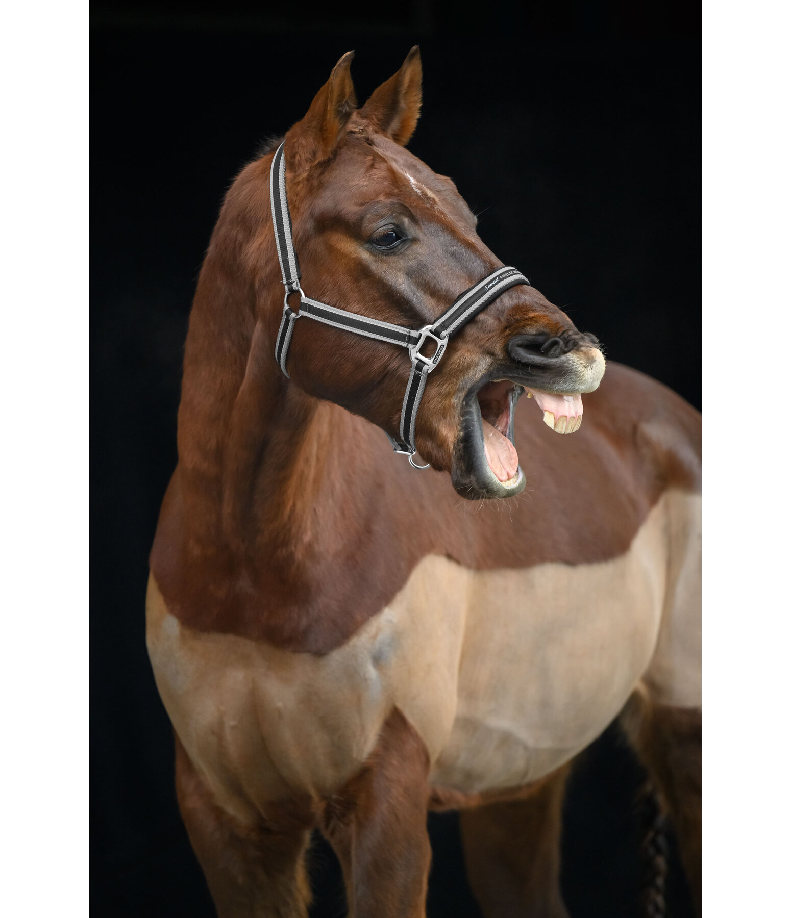 Headcollar Essential II