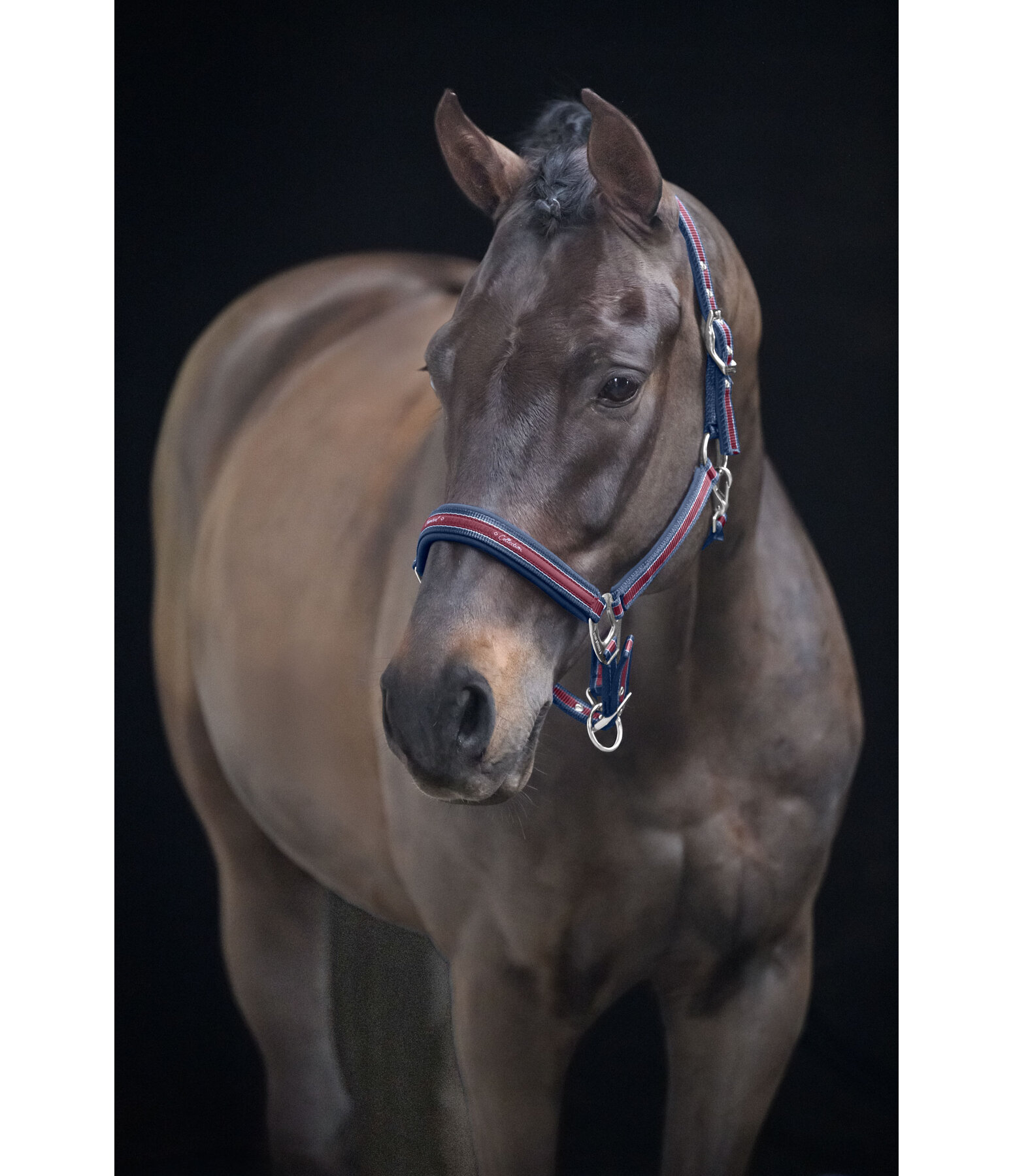 Headcollar Essential II