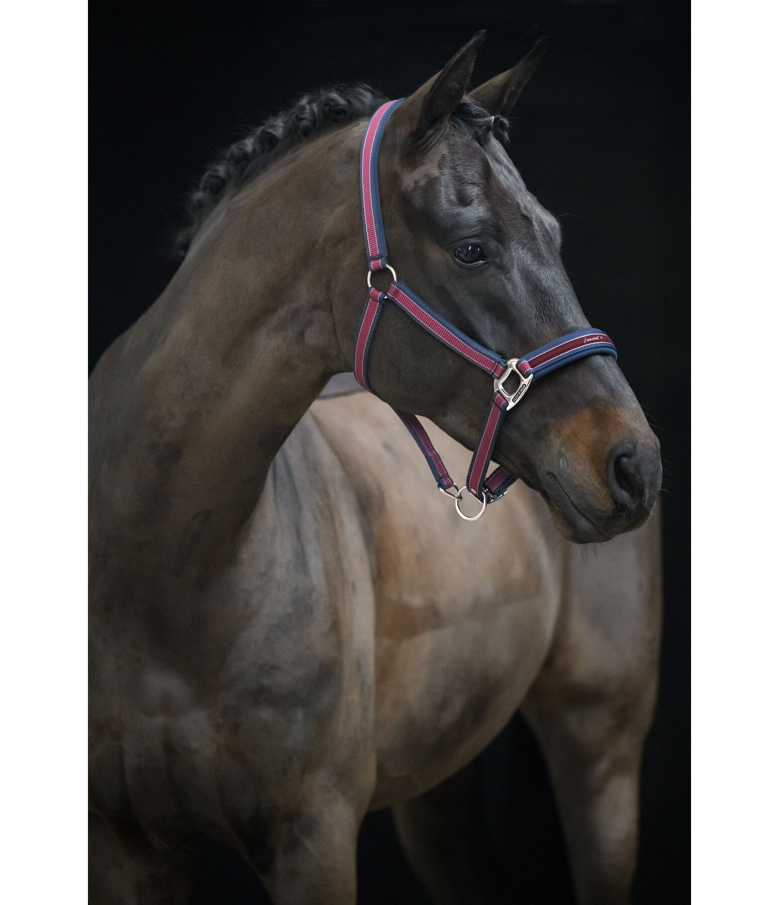 Headcollar Essential II