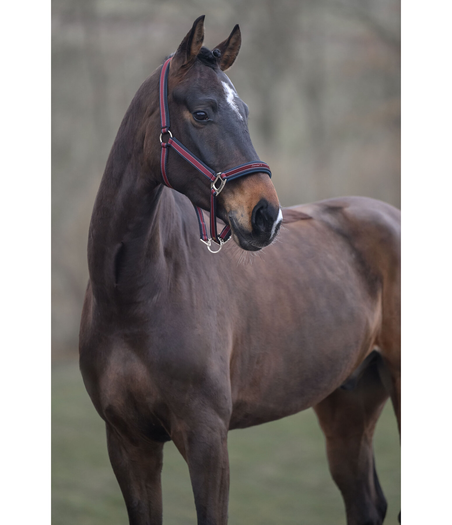Headcollar Essential II
