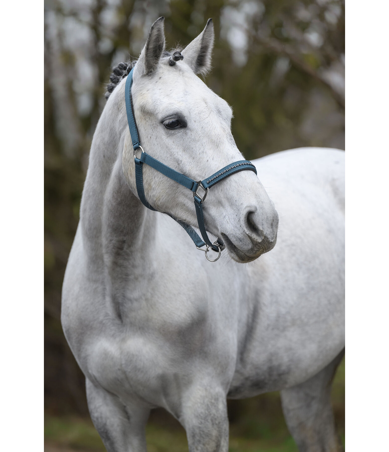 Headcollar Twinkle