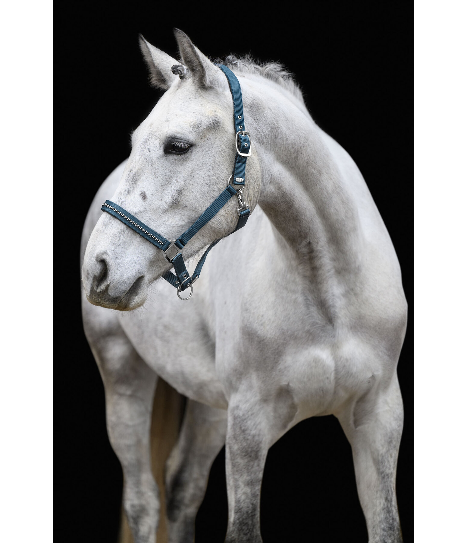 Headcollar Twinkle