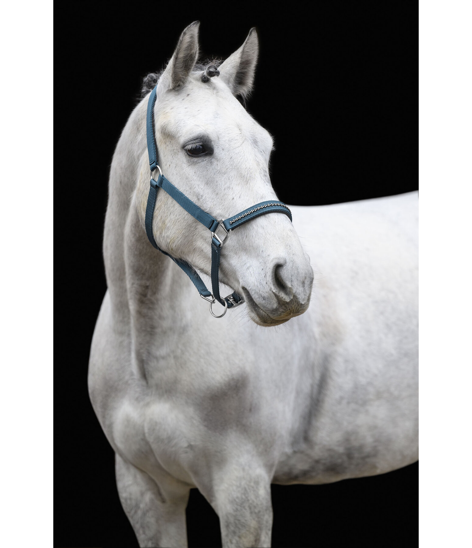 Headcollar Twinkle
