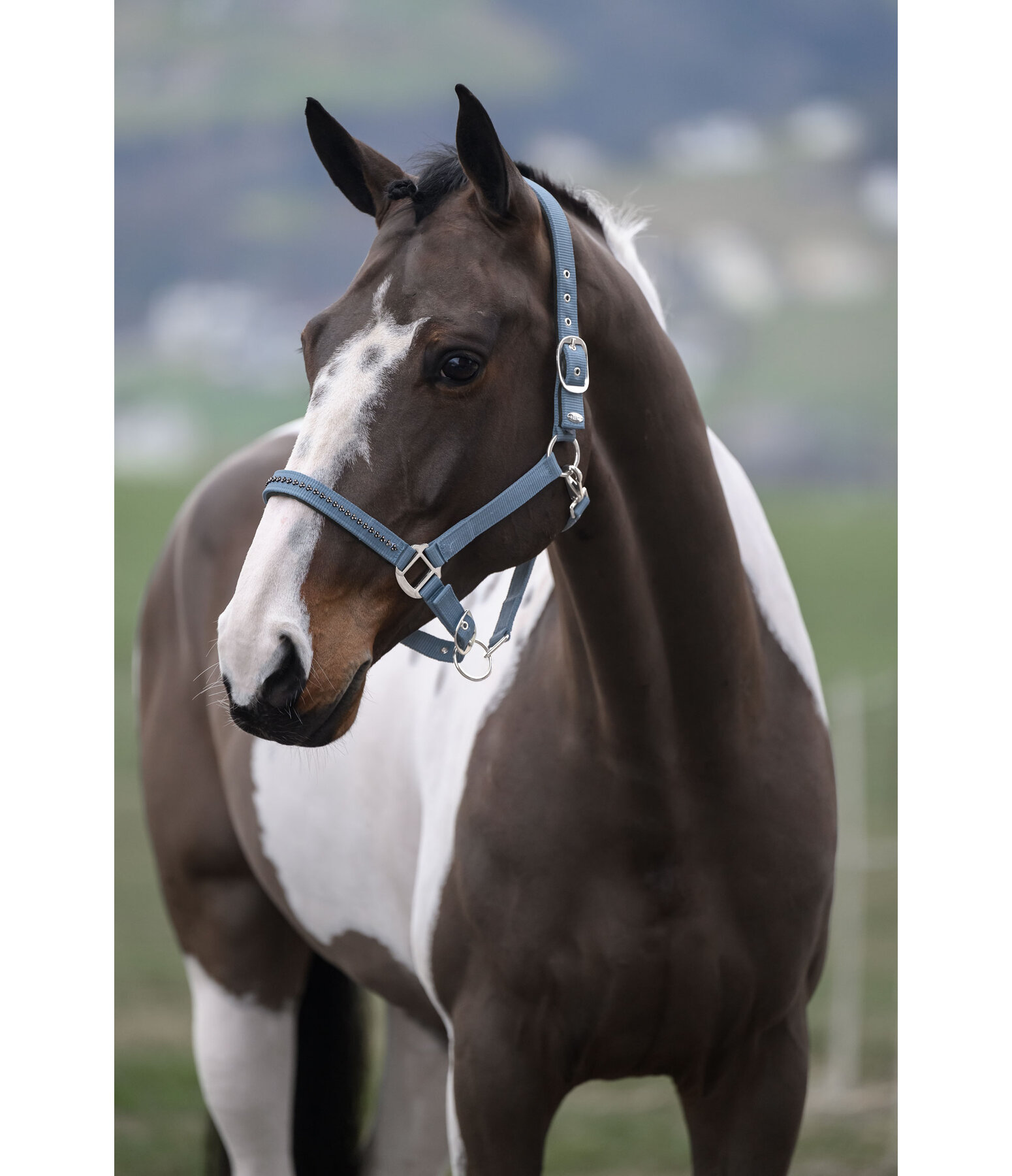 Headcollar Twinkle Moments