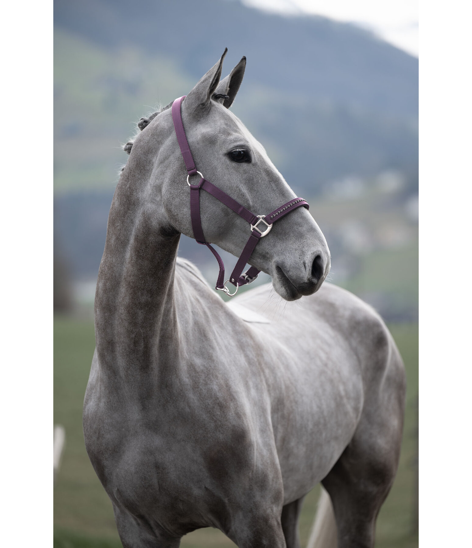 Headcollar Twinkle Moments