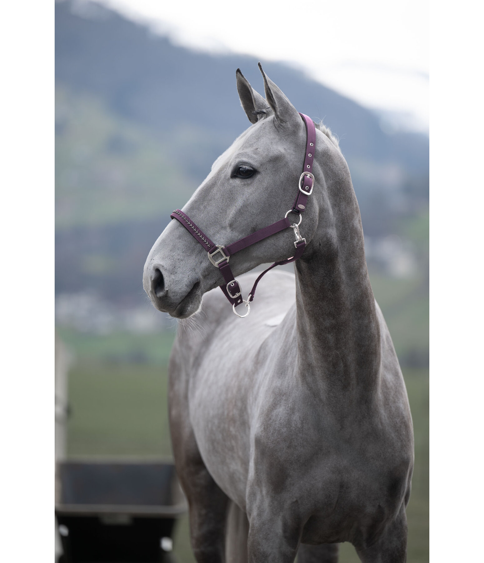 Headcollar Twinkle Moments