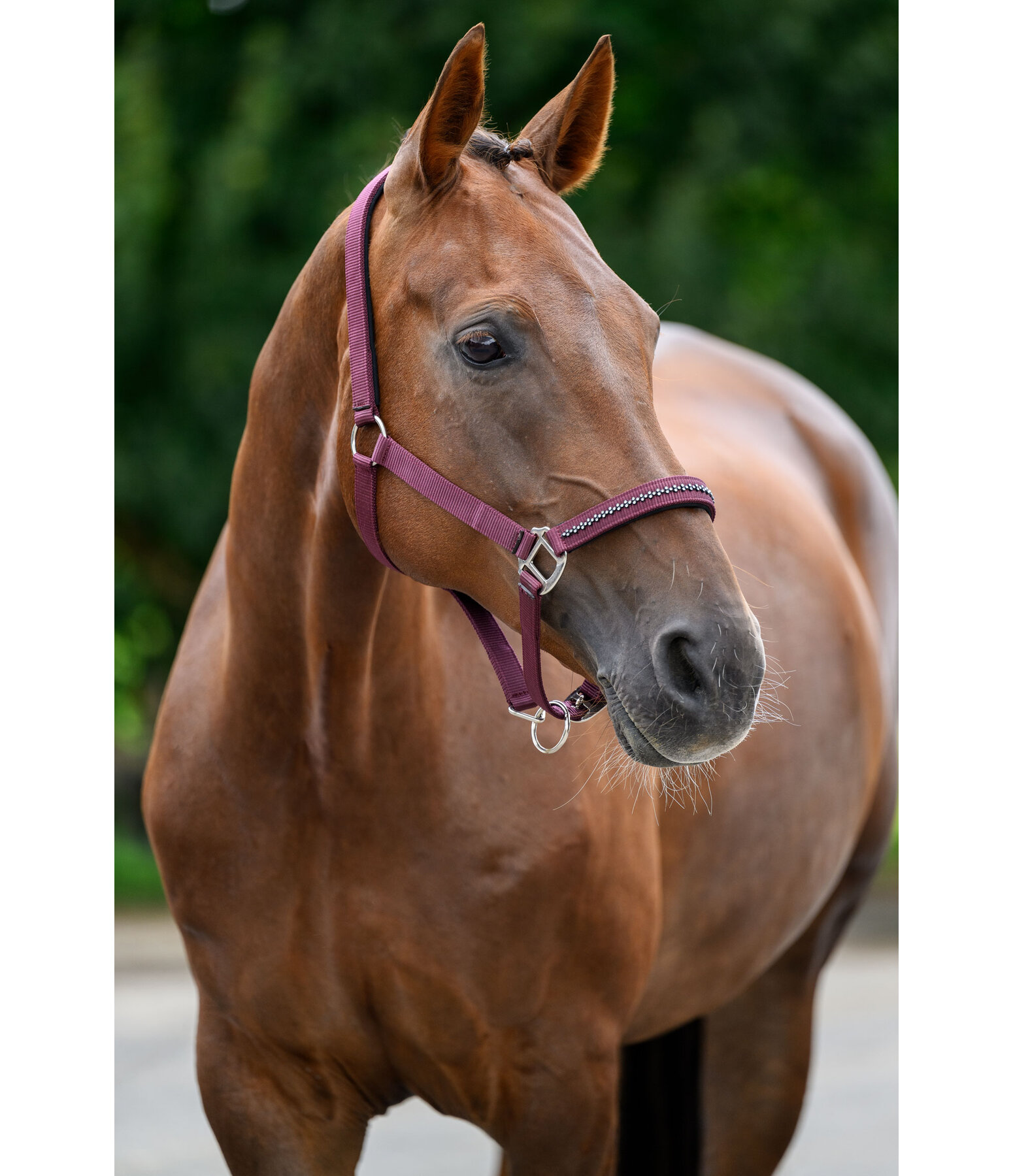 Headcollar Twinkle