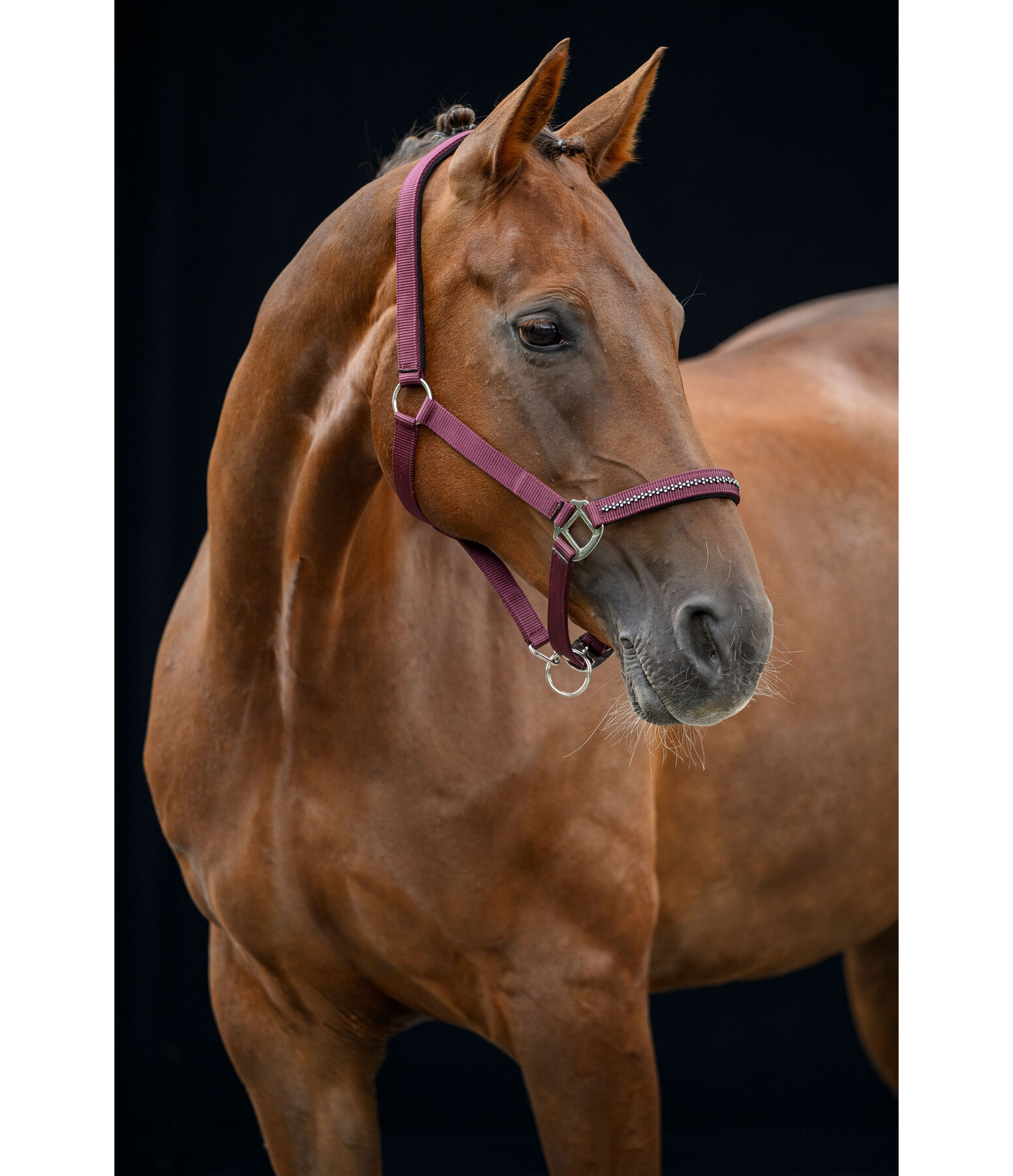 Headcollar Twinkle