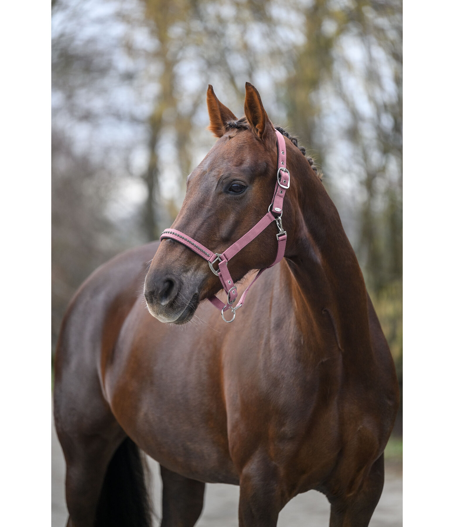Headcollar Twinkle