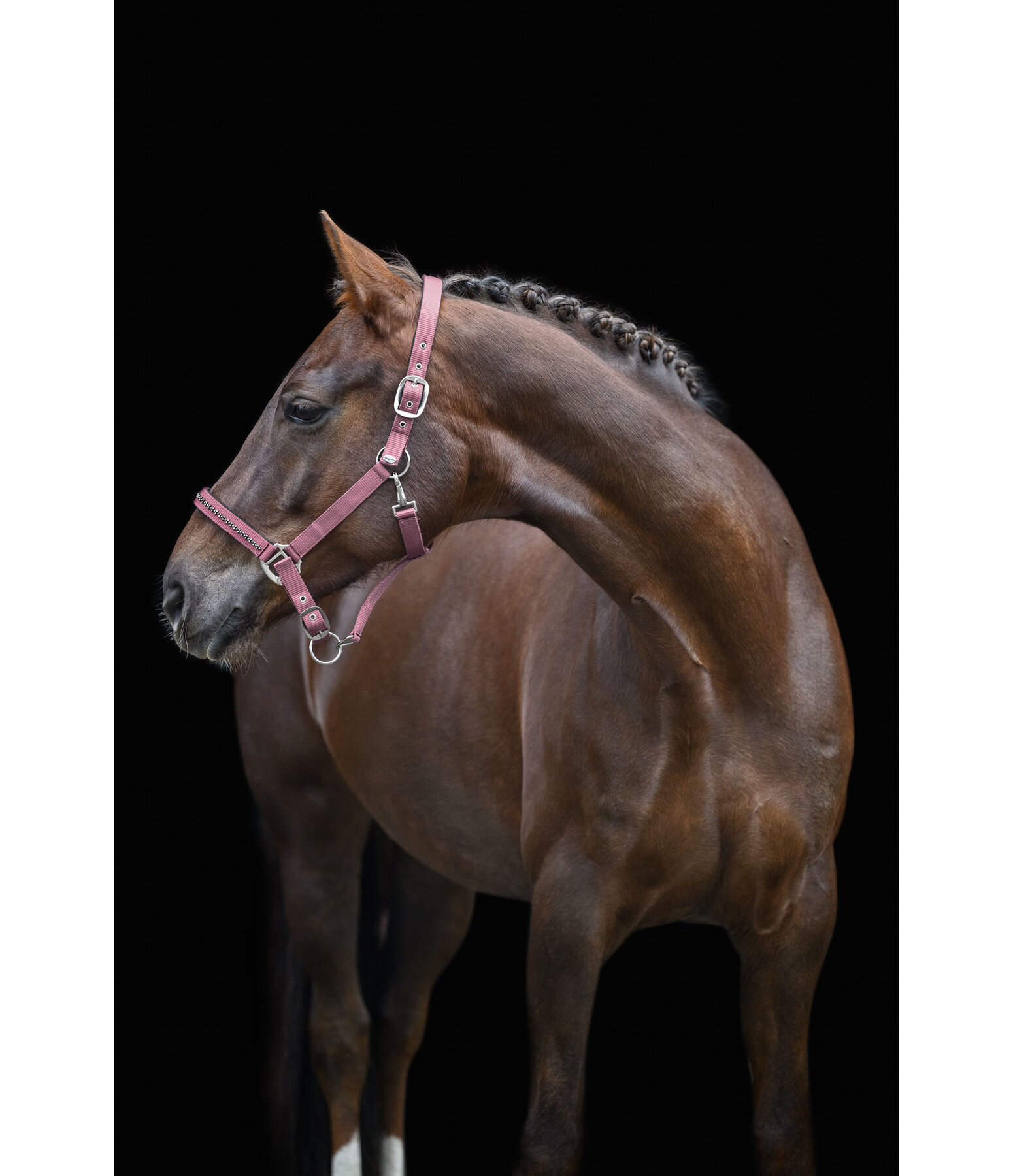 Headcollar Twinkle