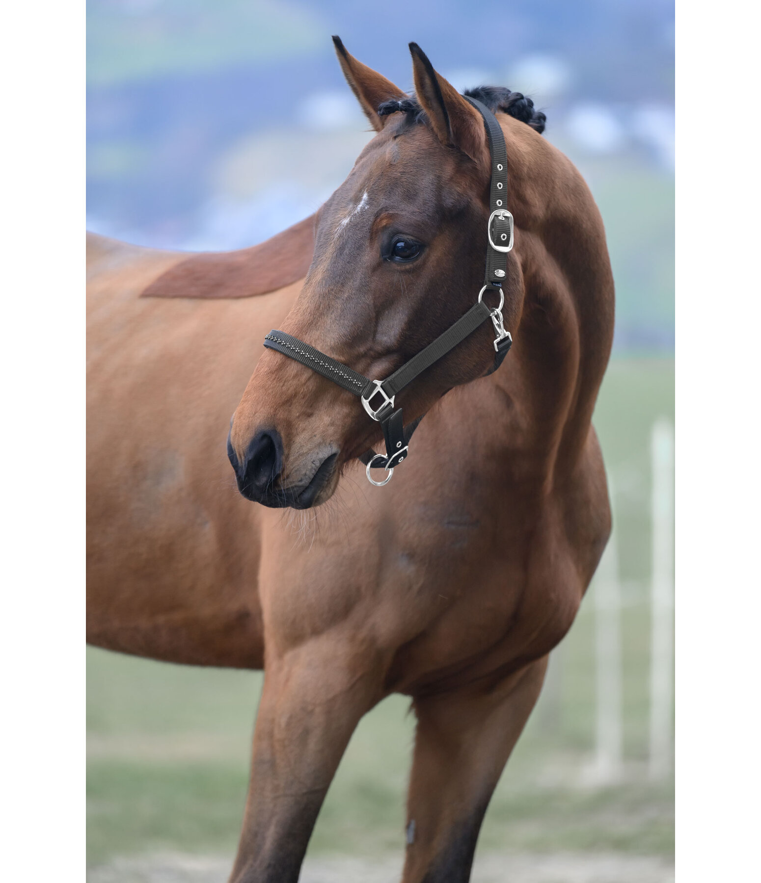 Headcollar Twinkle Moments
