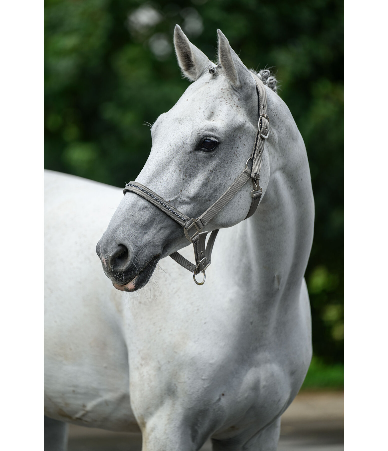 Headcollar Twinkle