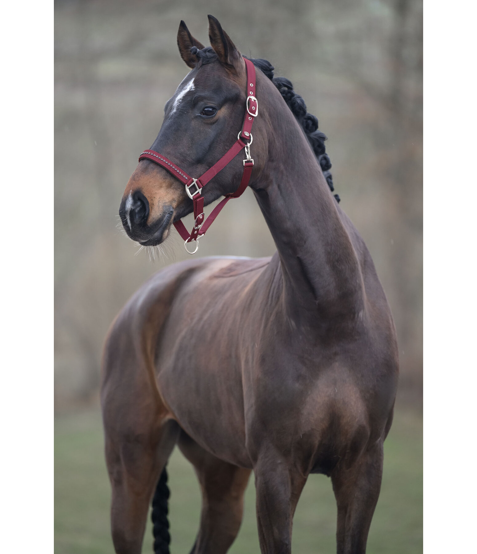Headcollar Twinkle Moments