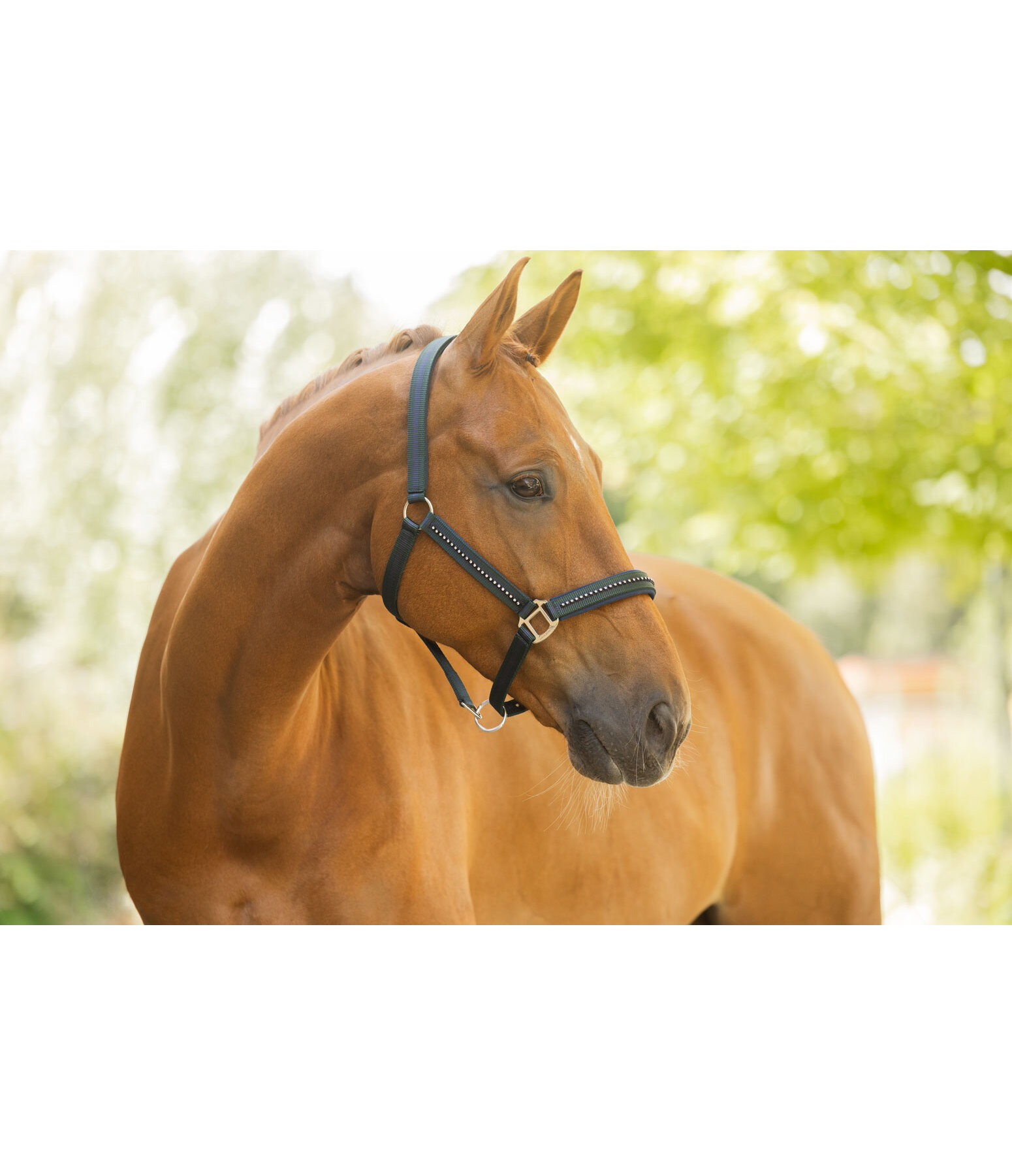 Headcollar Twotone & Crystal