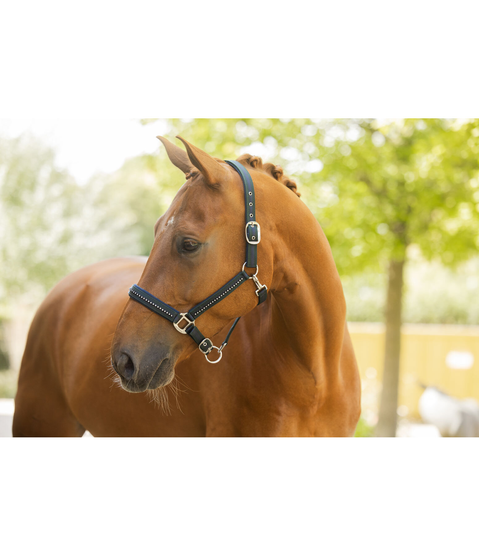 Headcollar Twotone & Crystal