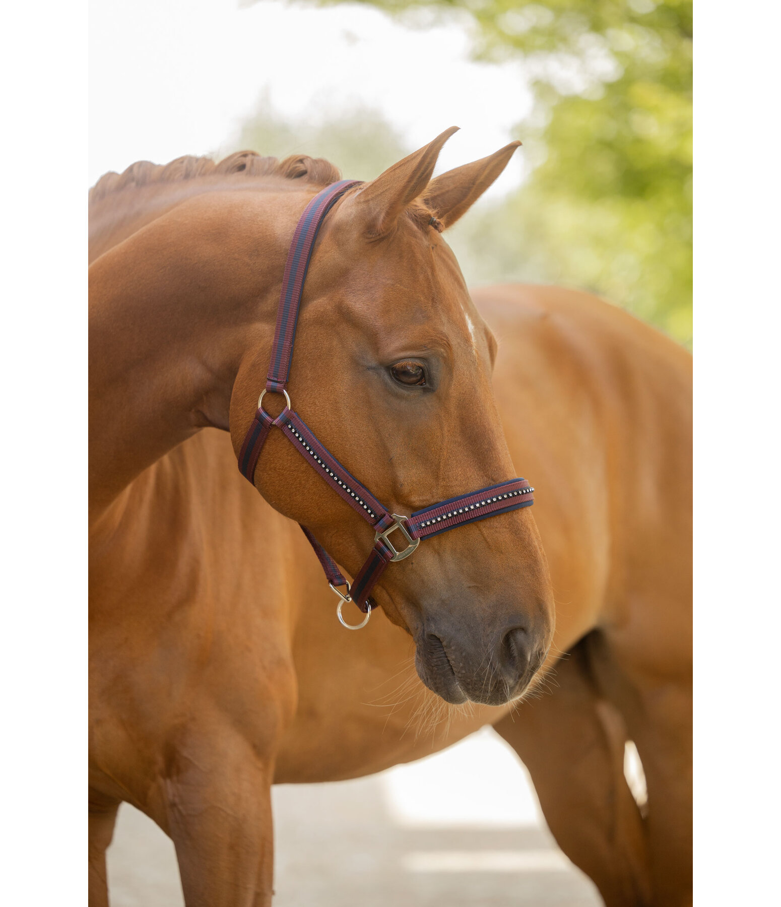 Headcollar Twotone & Crystal